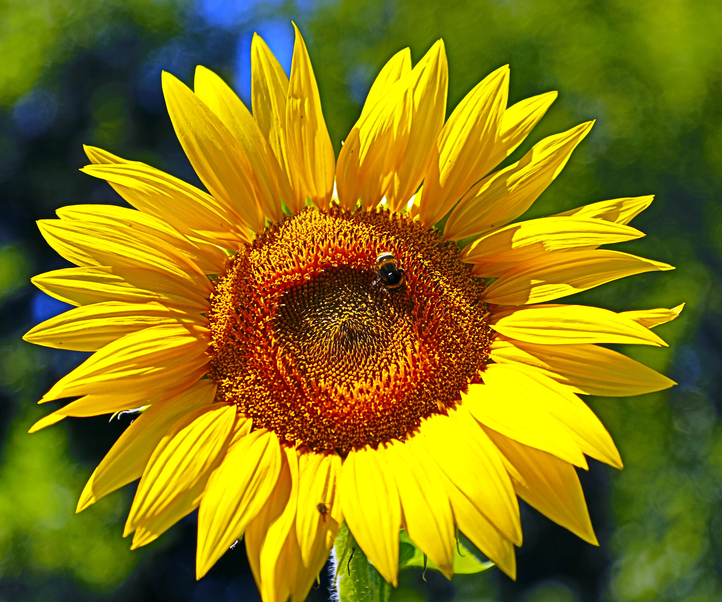 SUN