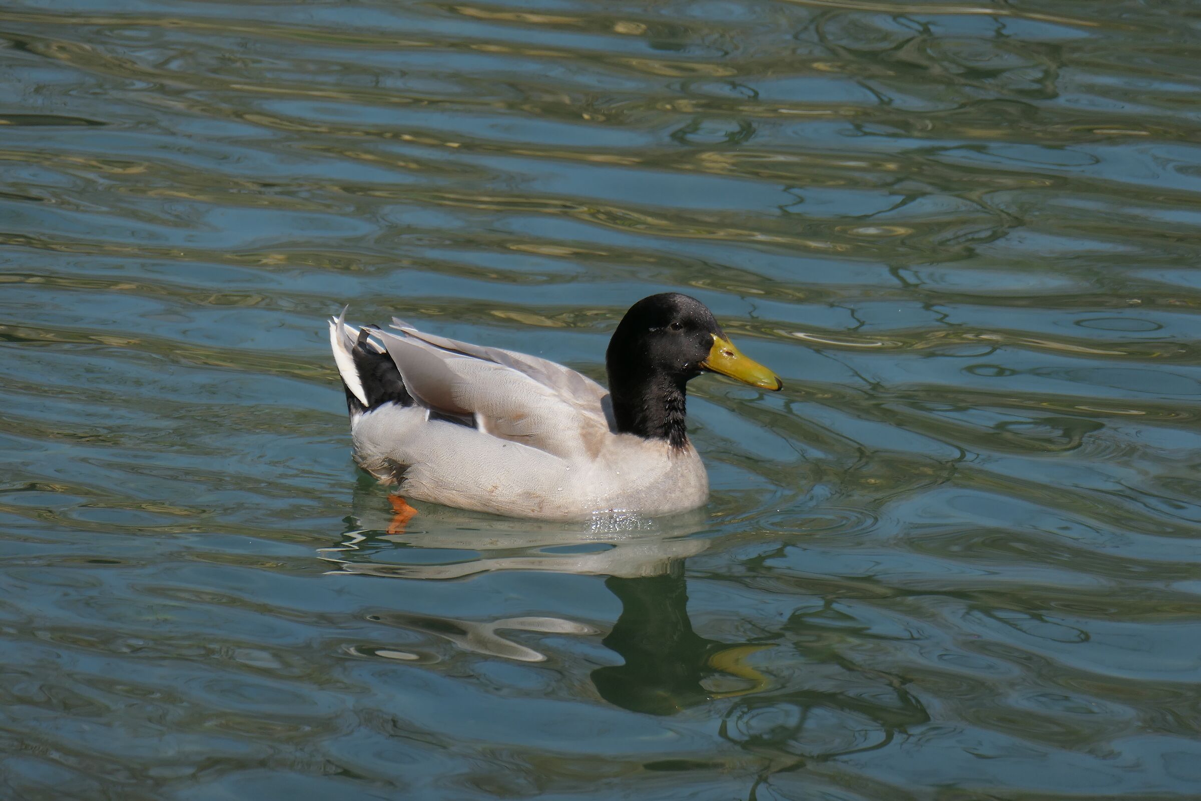 Ai giardini ducali si galleggia