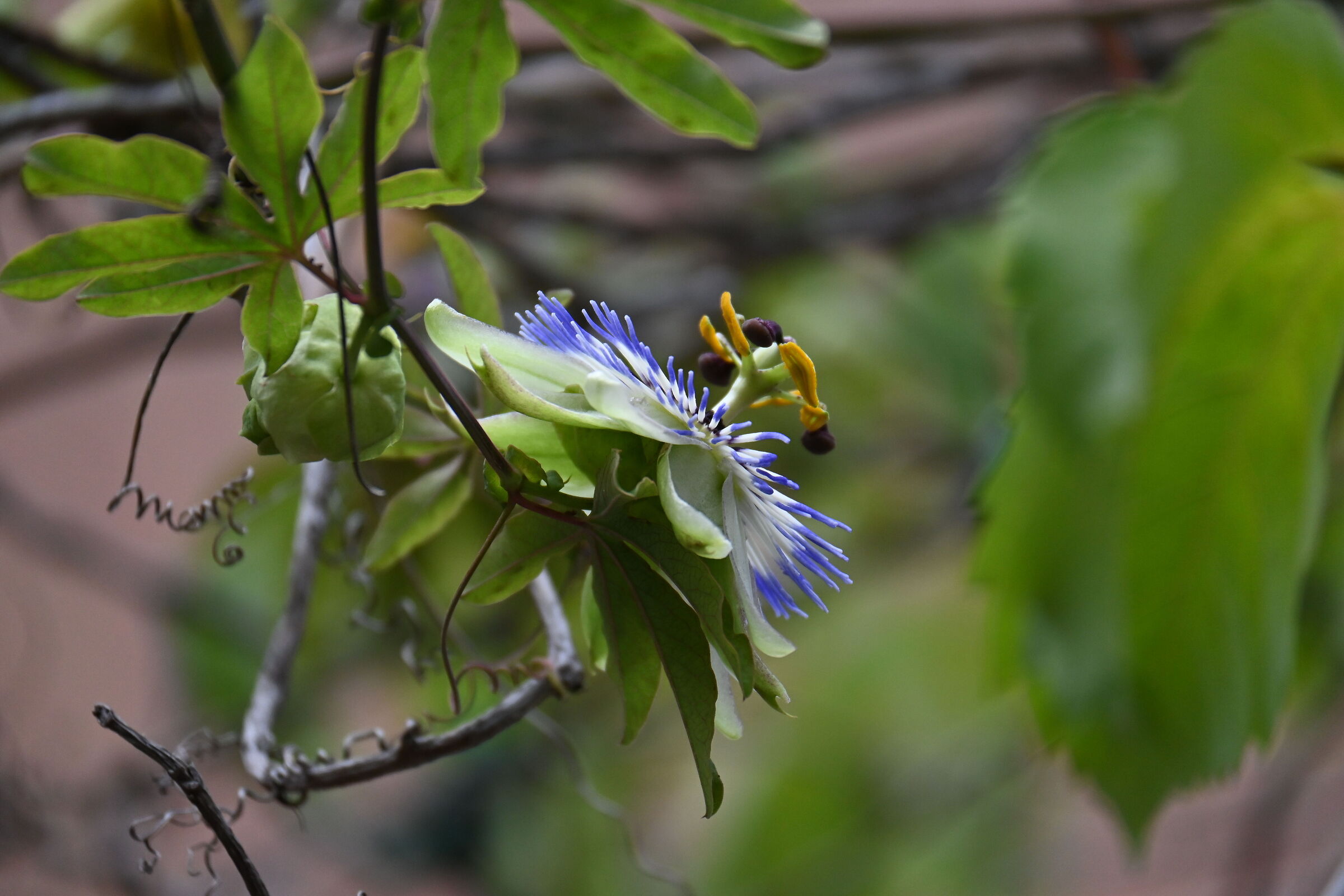 Passiflora 1