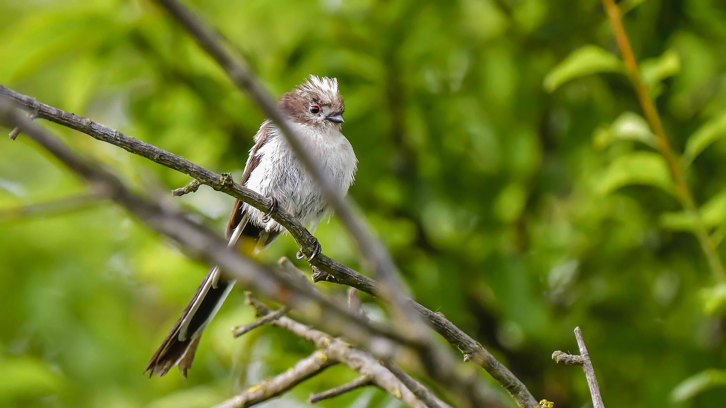 Un piccolo Codibugnolo !!