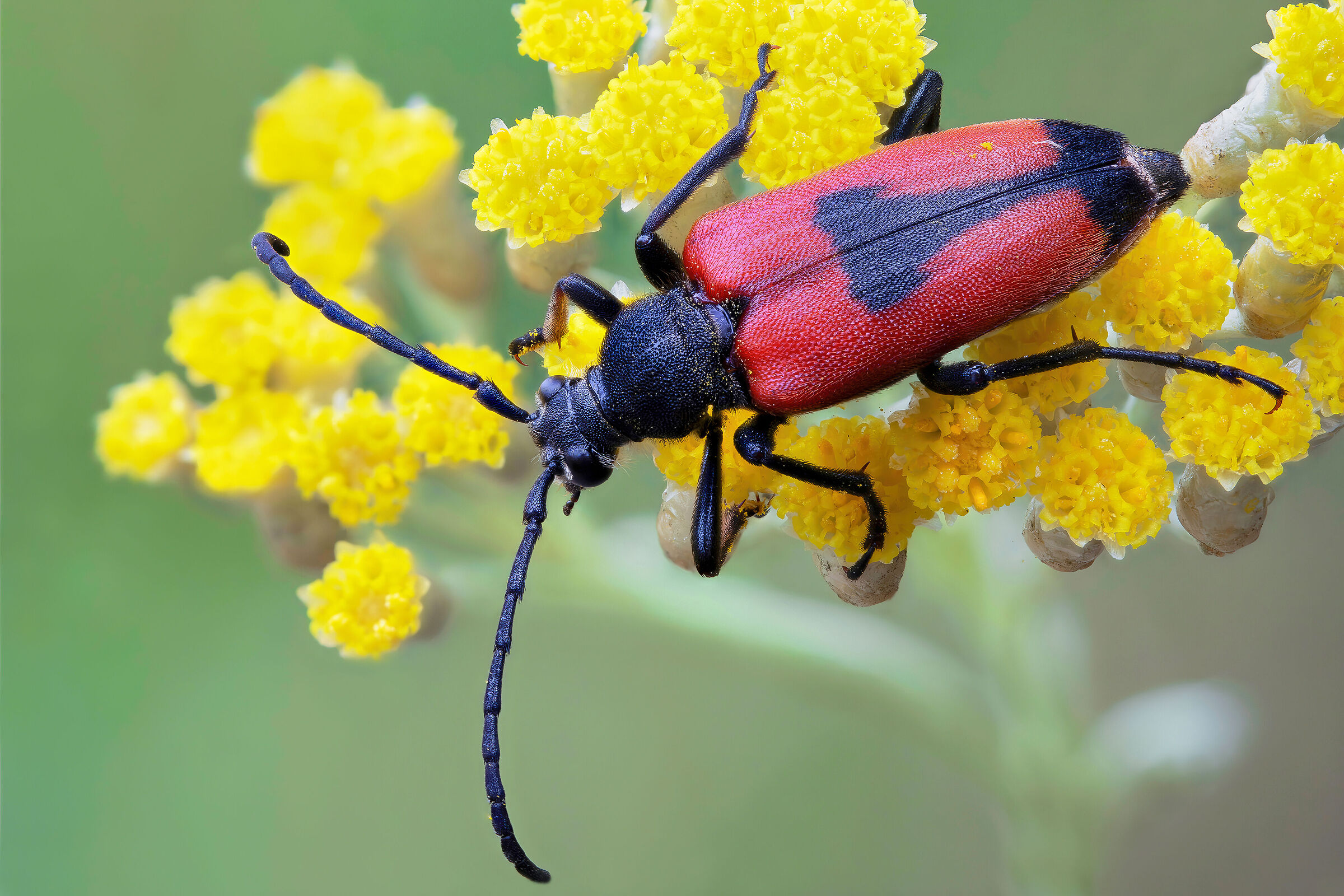 Stictoleptura cordigera