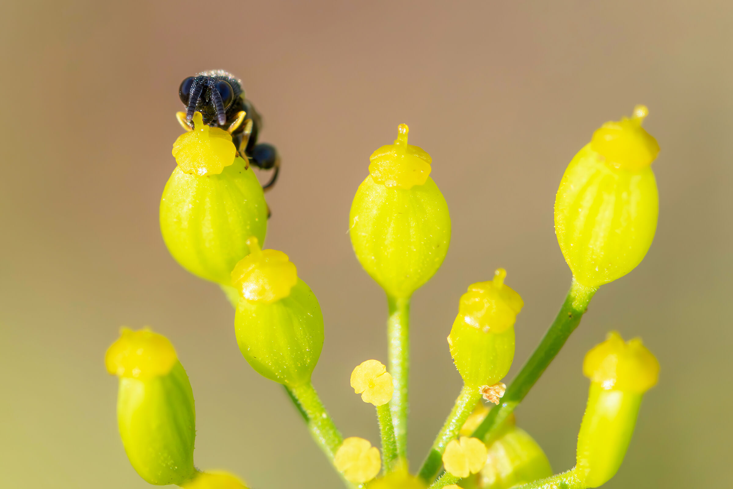 Brachymeria sp. z o.o.