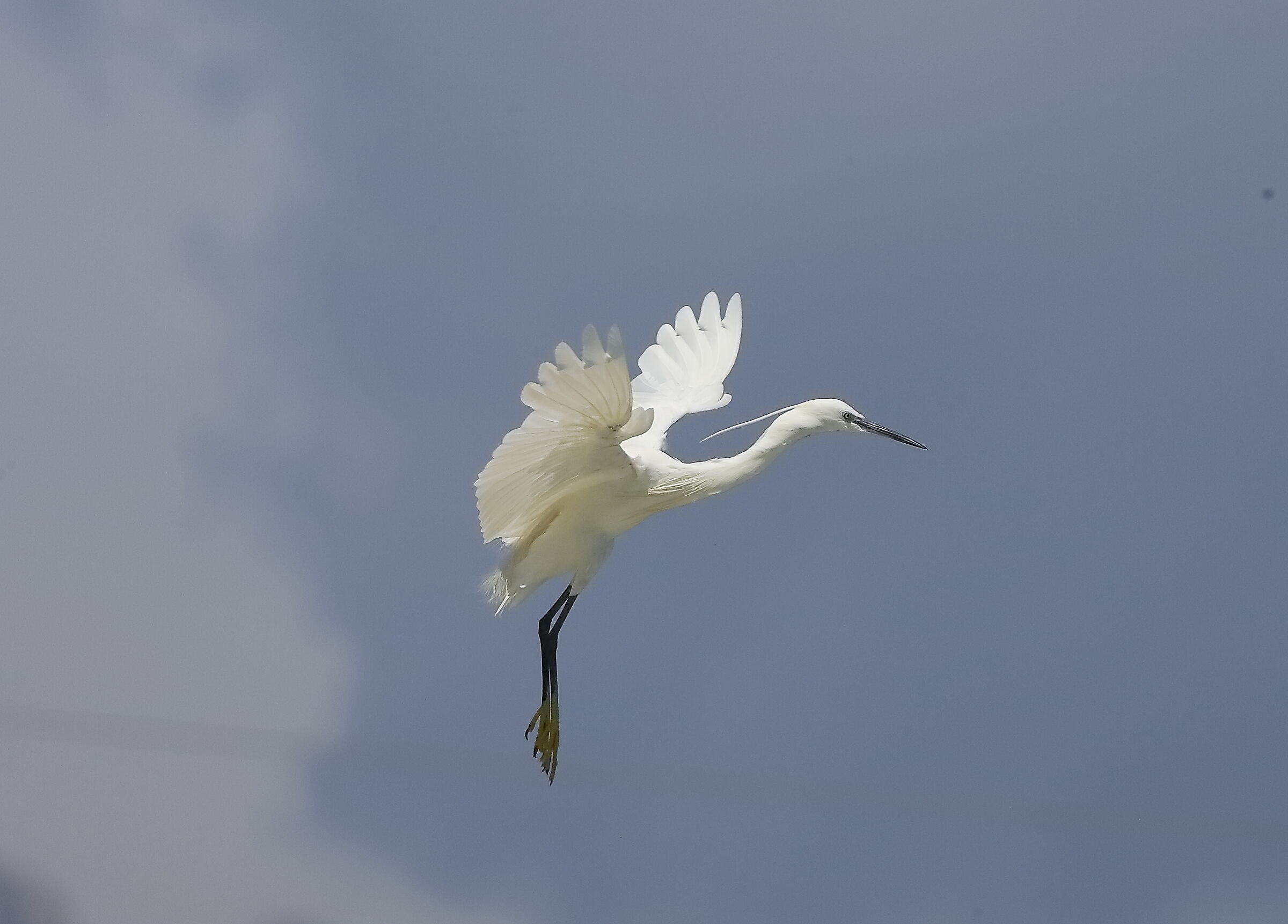 Garzetta 08 agosto 2024 - 0088