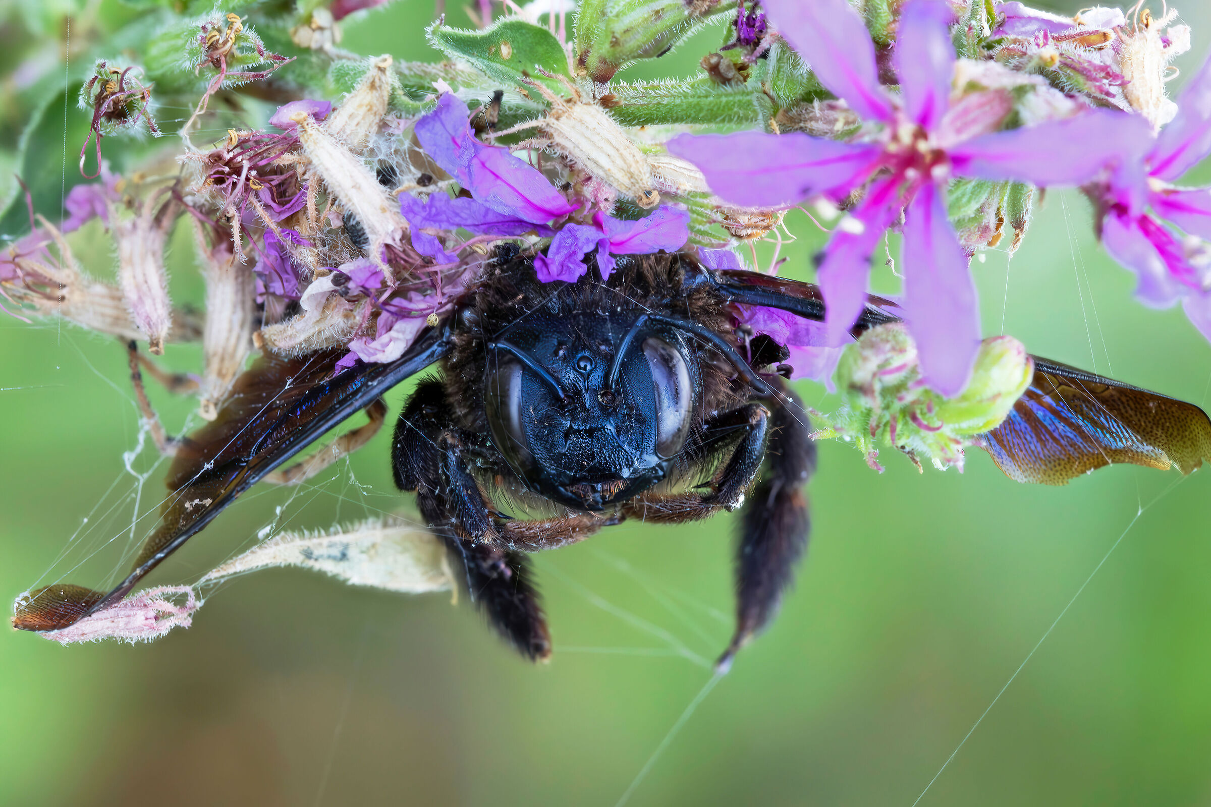 Xylocopa violacea predate