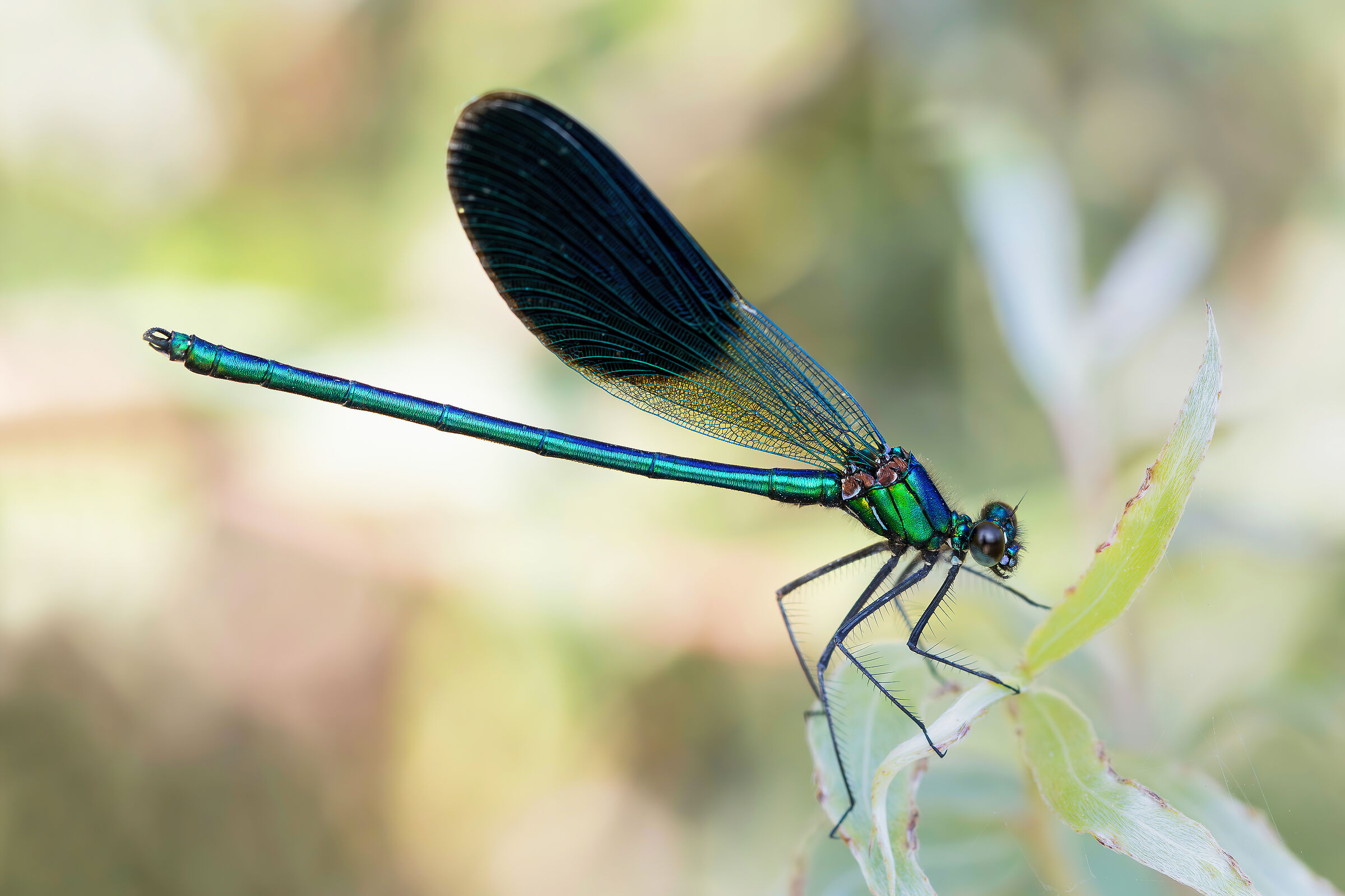 Calopteryx splendens