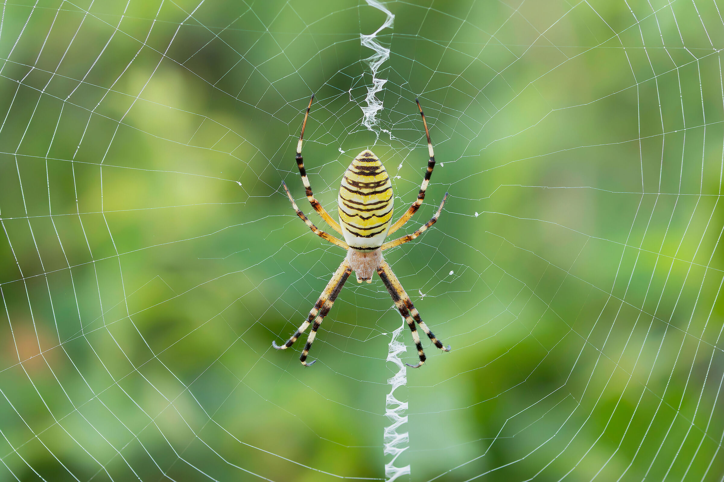 Argiope bruennichi