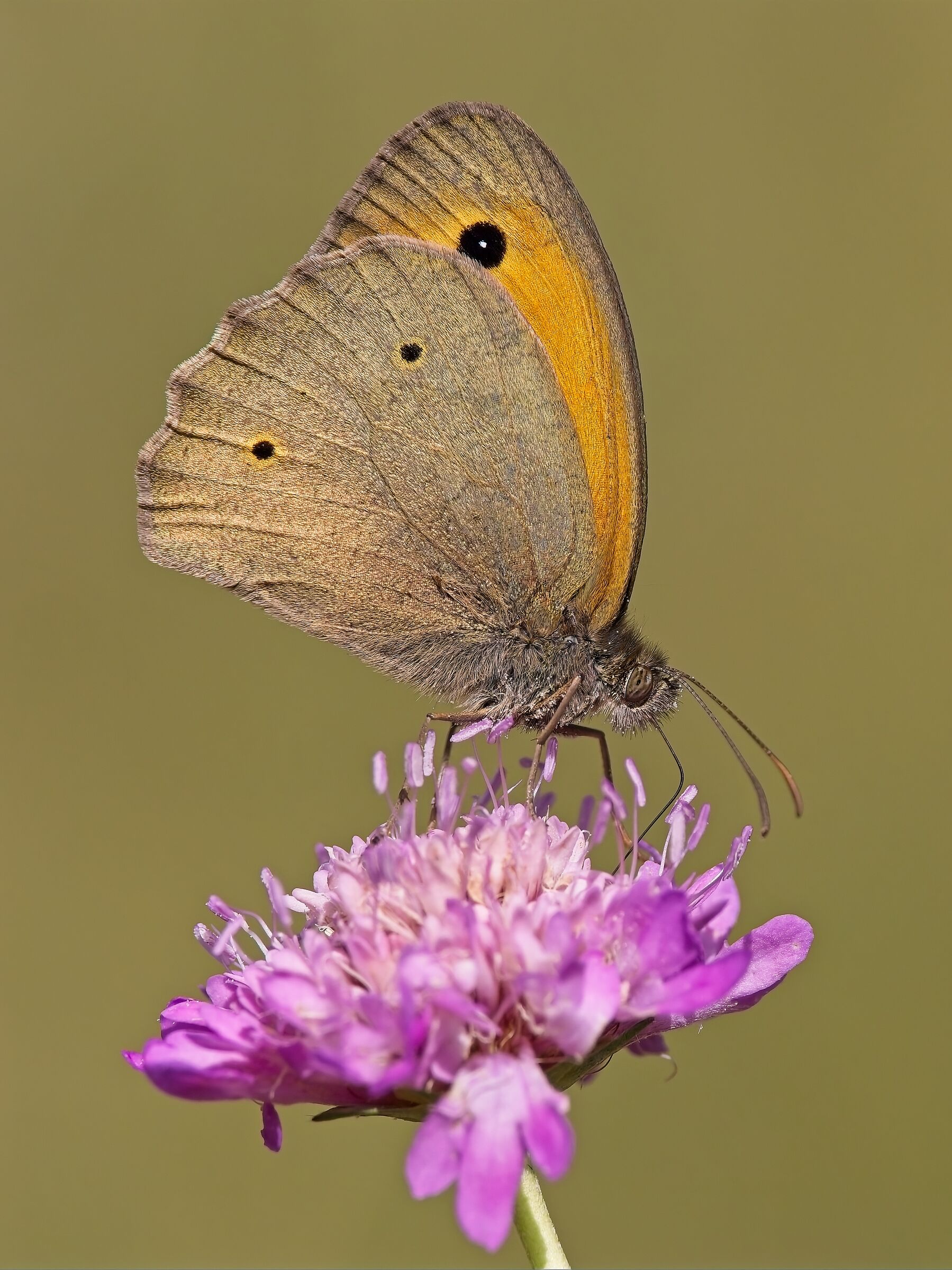 Giurtina (Maniola jurtina)