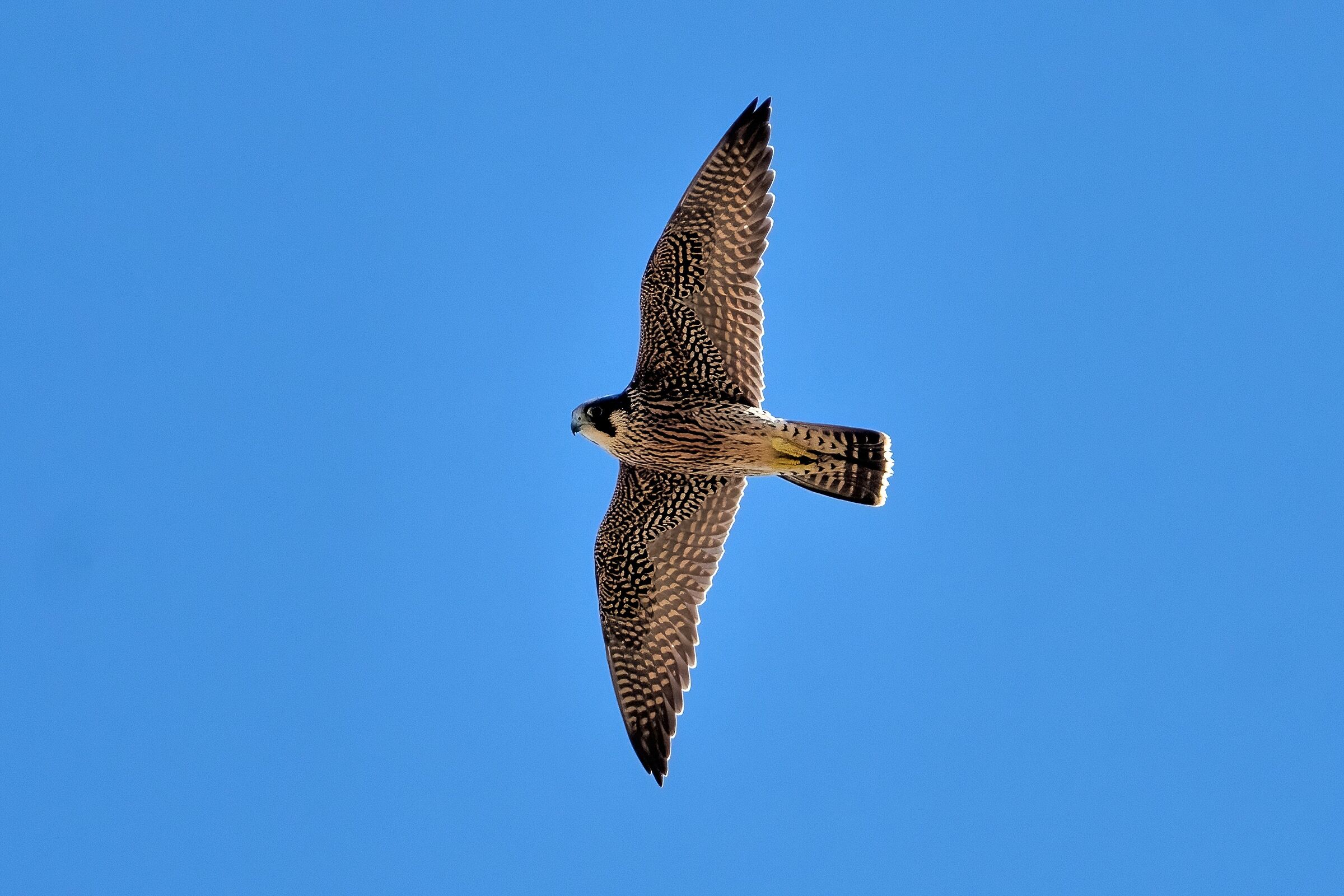 Peregrine falcon (Falco peregrinus)