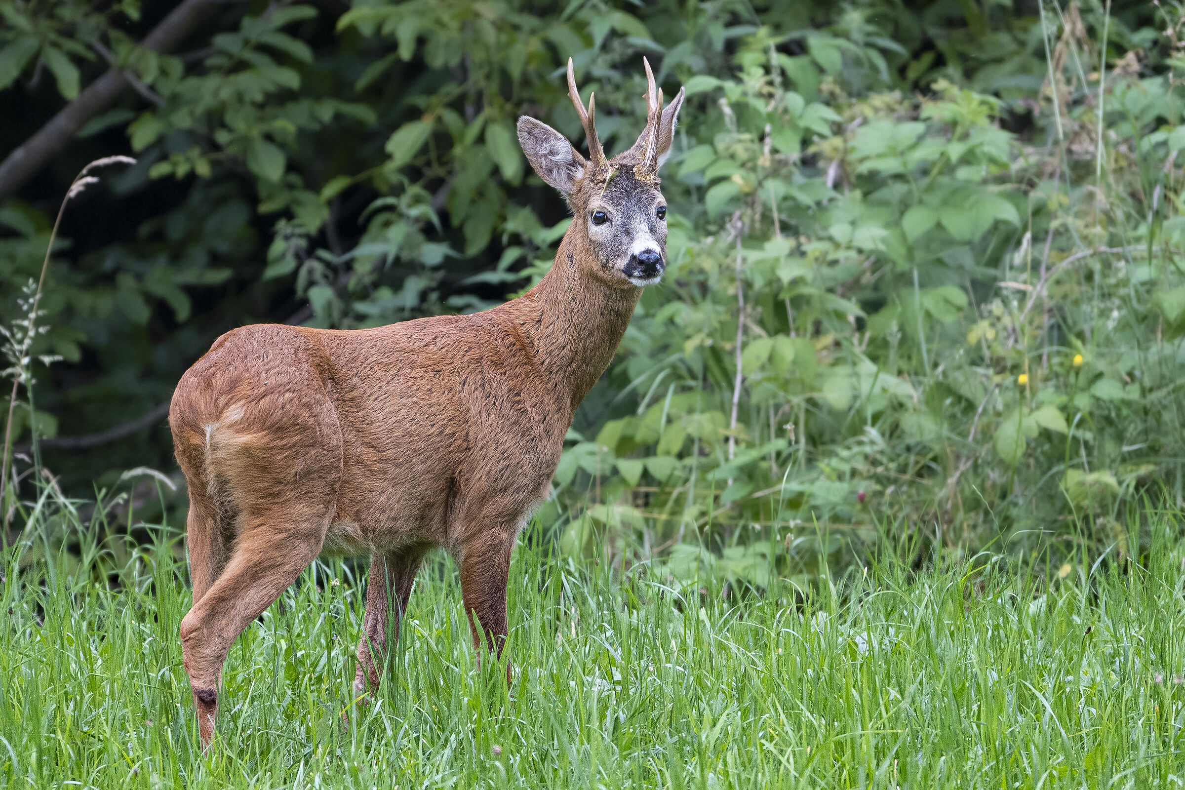 Roe deer