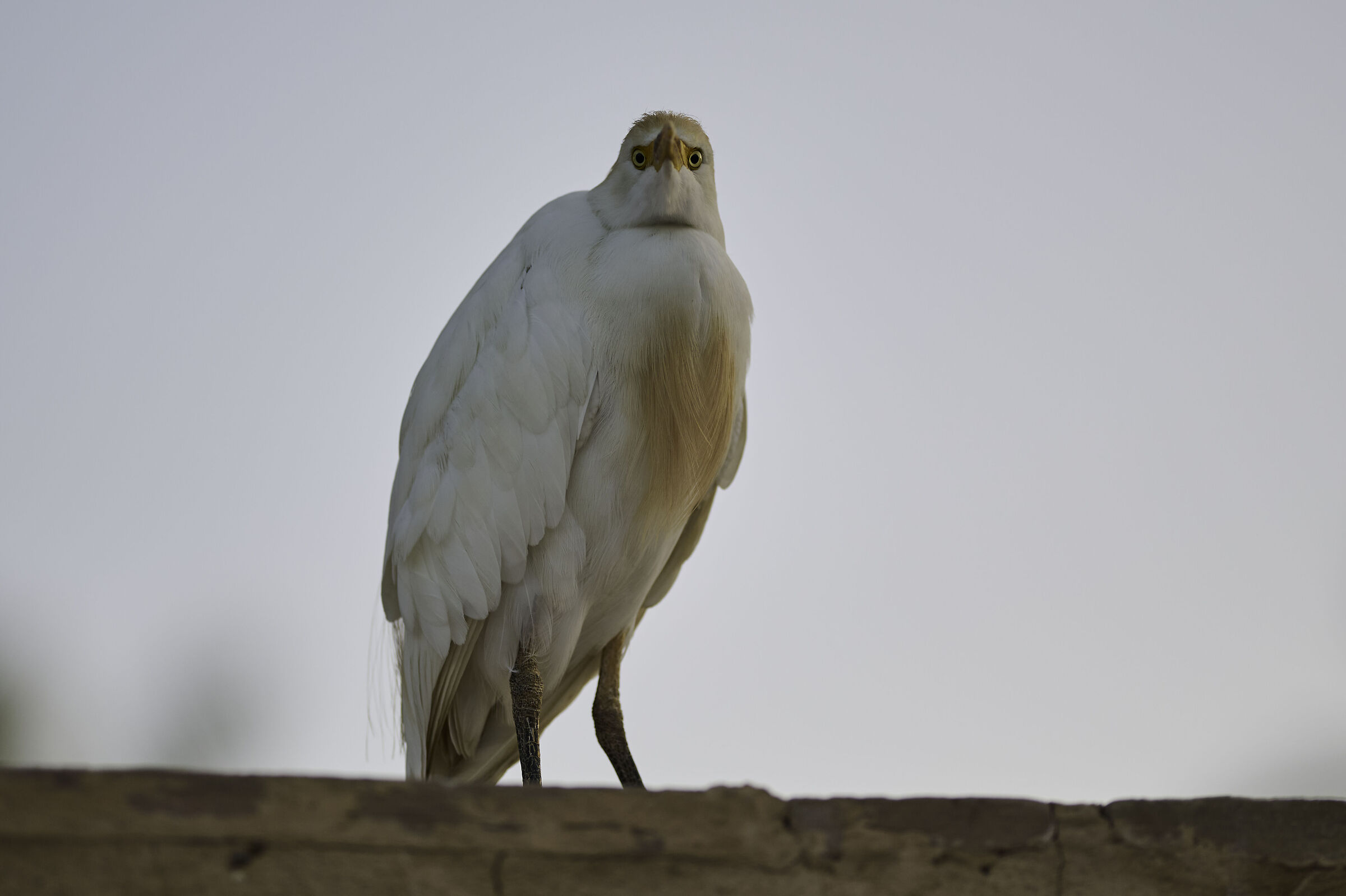 Who are you looking at?