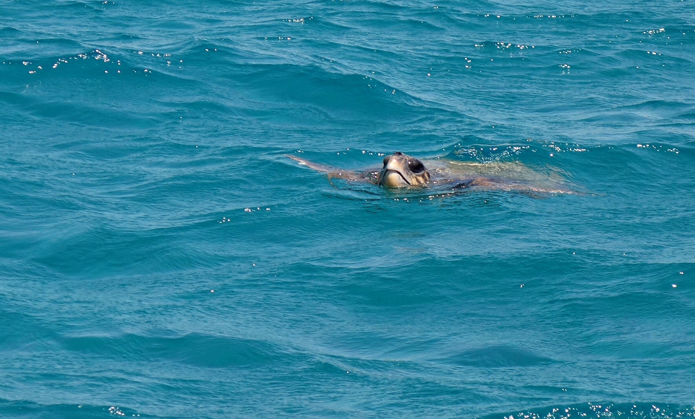 Zante. Sea turtle