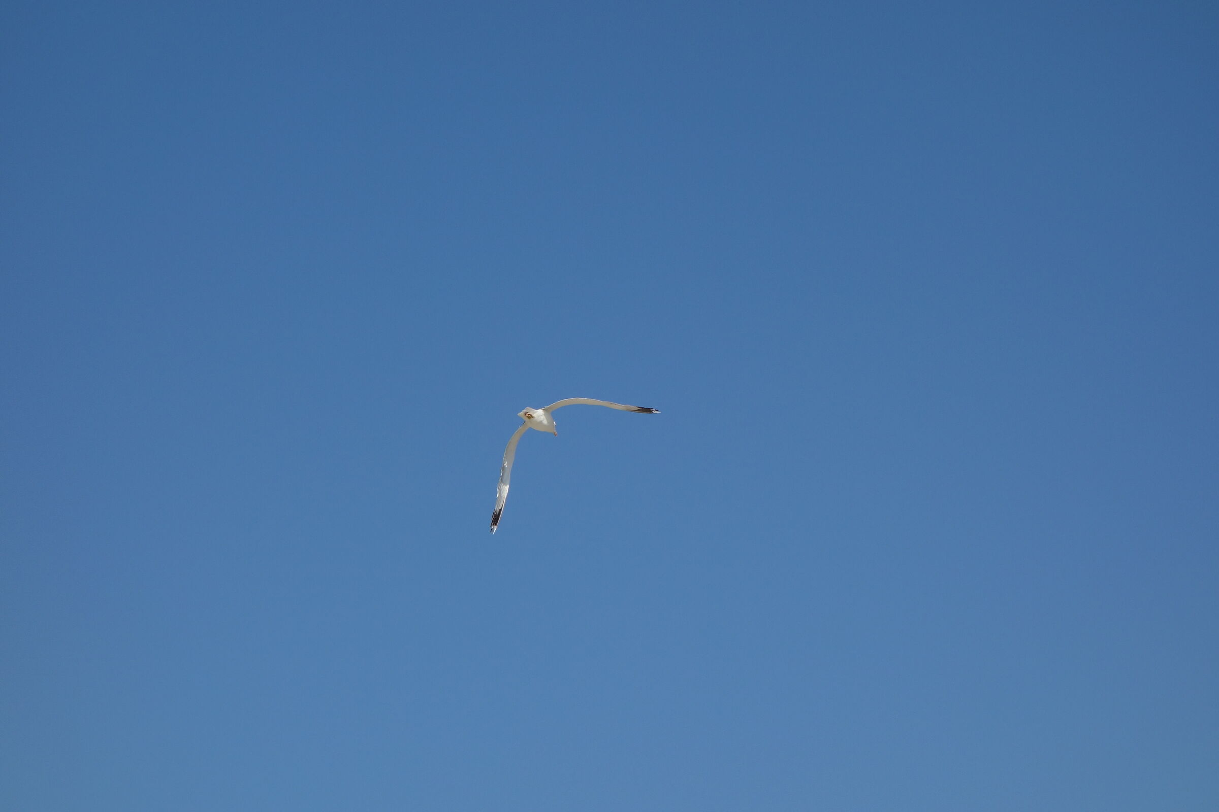Zante. Seagull on blue.