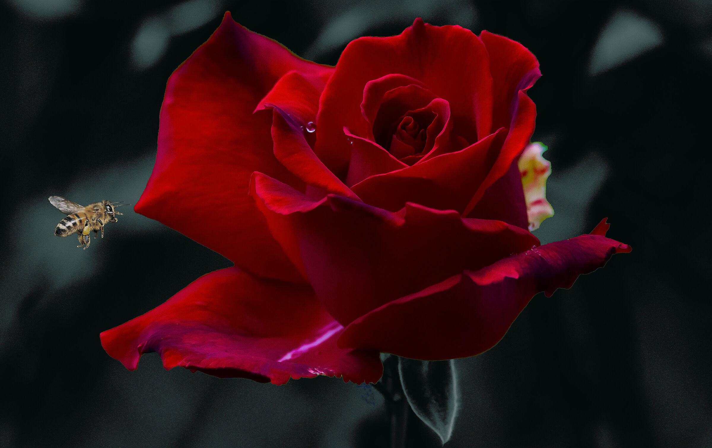 I bring this to my Queen. !