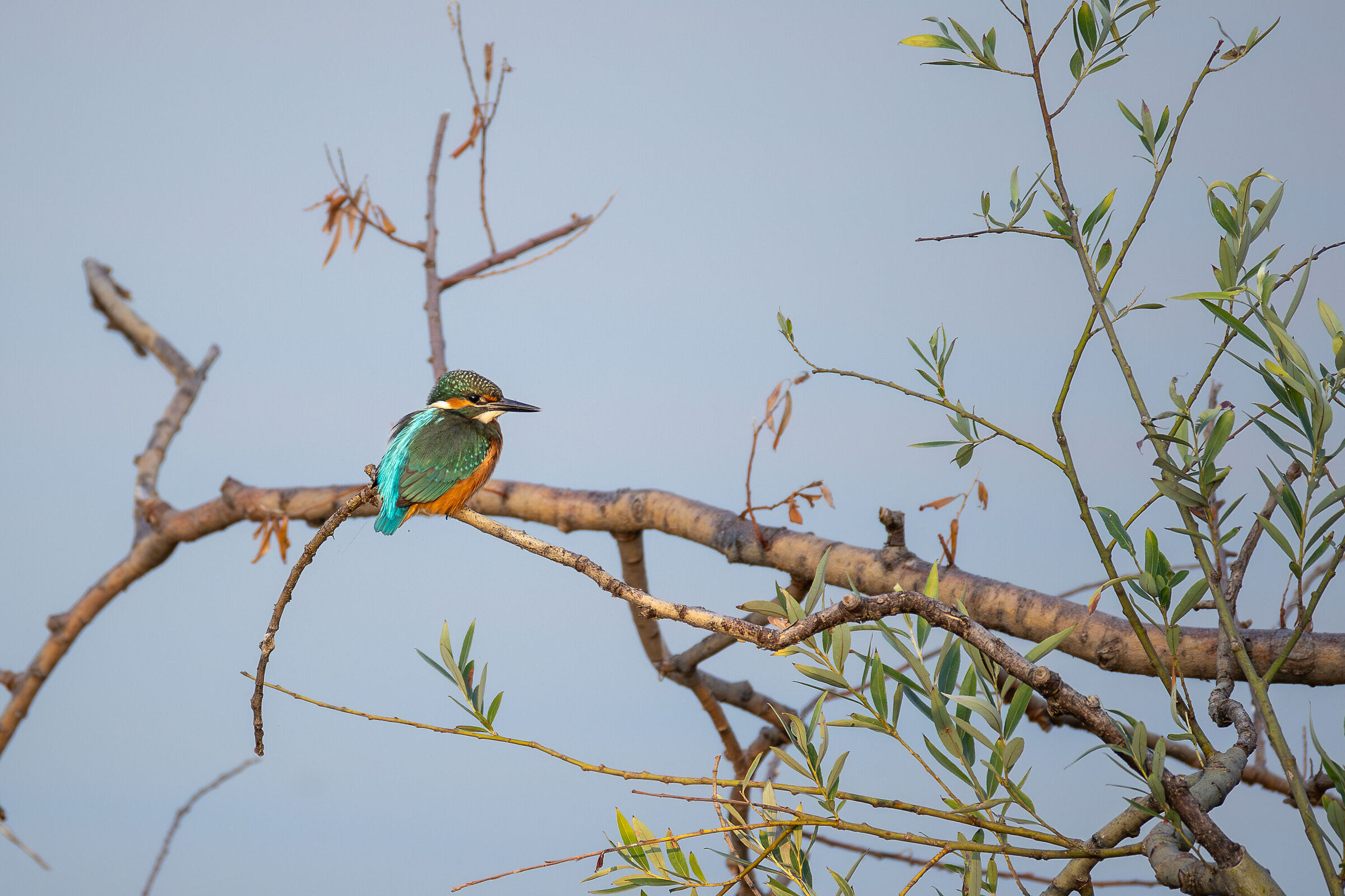 Giovane Martin Pescatore I