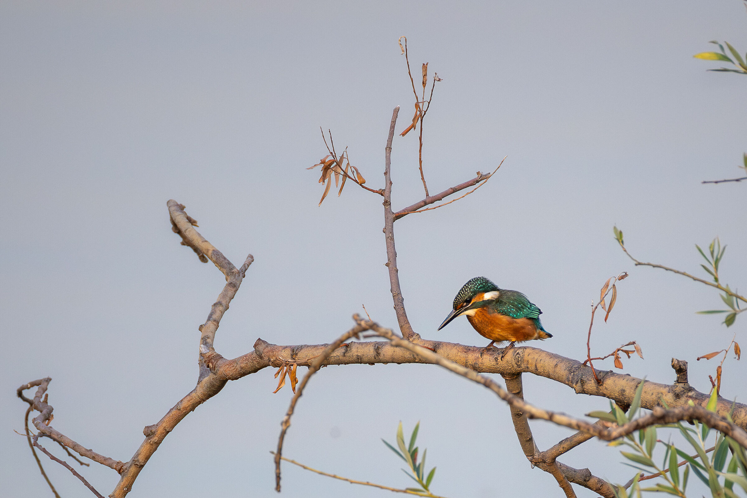 Giovane Martin Pescatore III