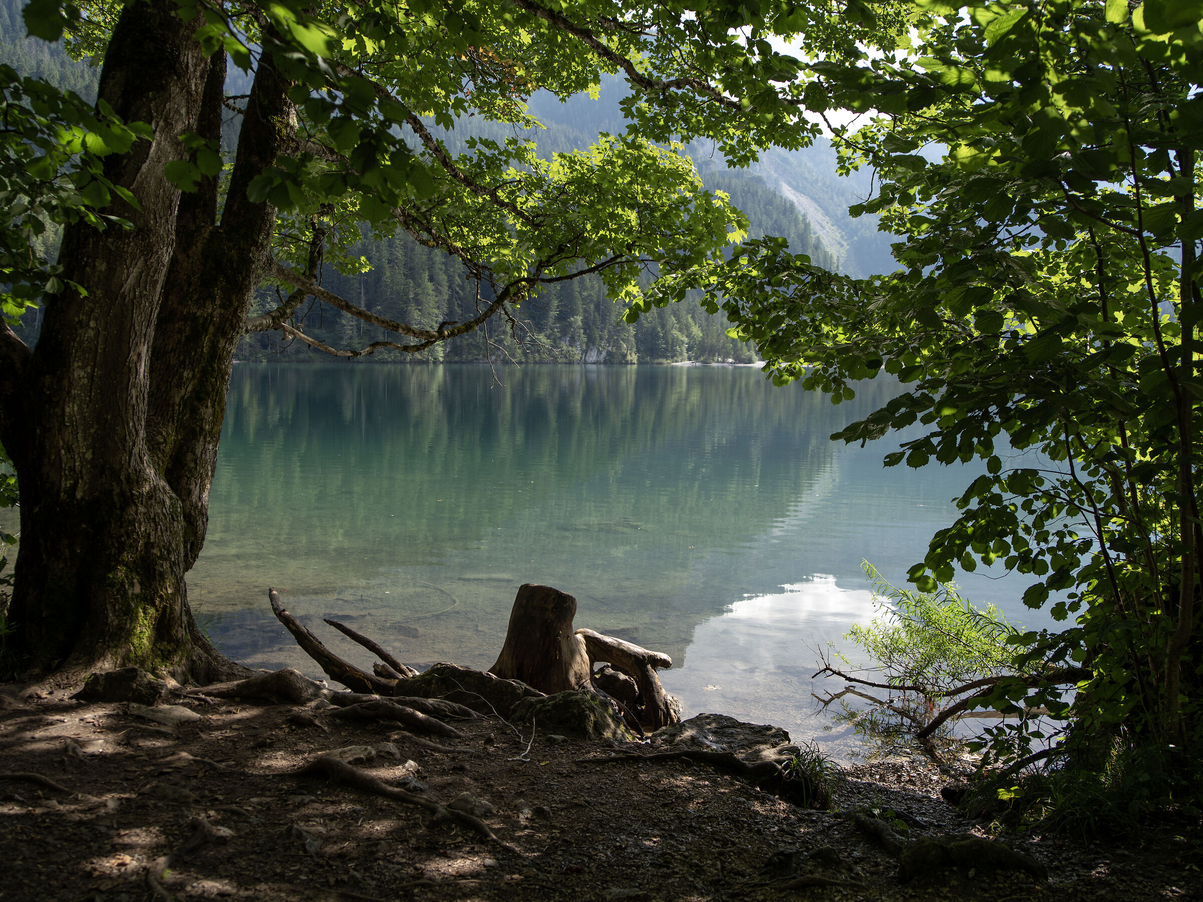 Scorcio tra gli alberi