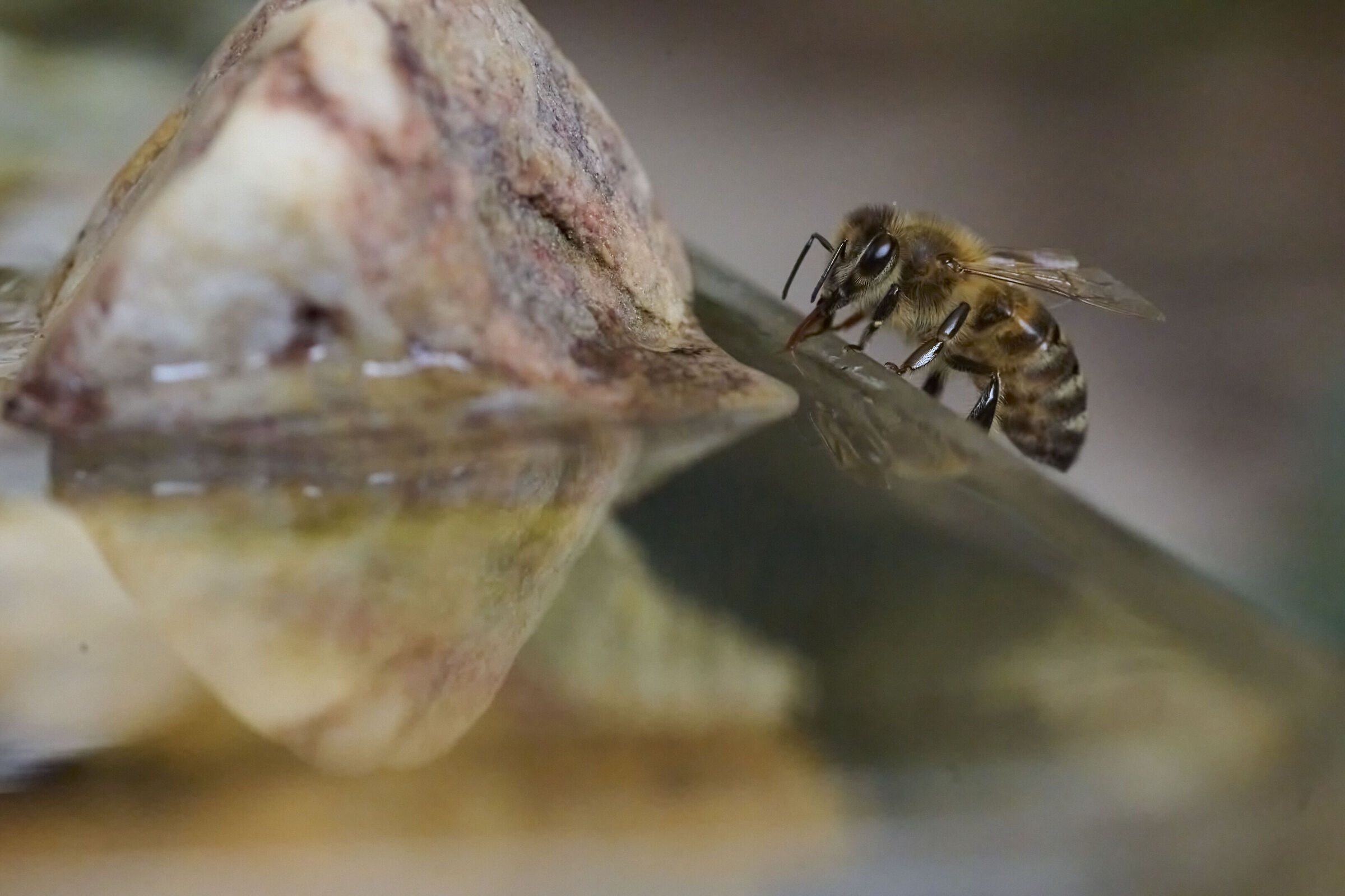 Bee