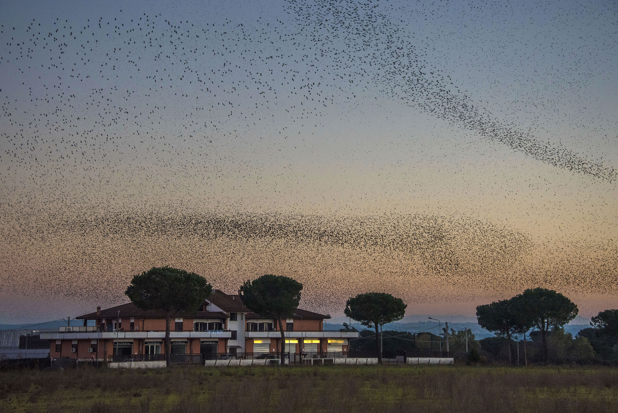 Storni al crepuscolo