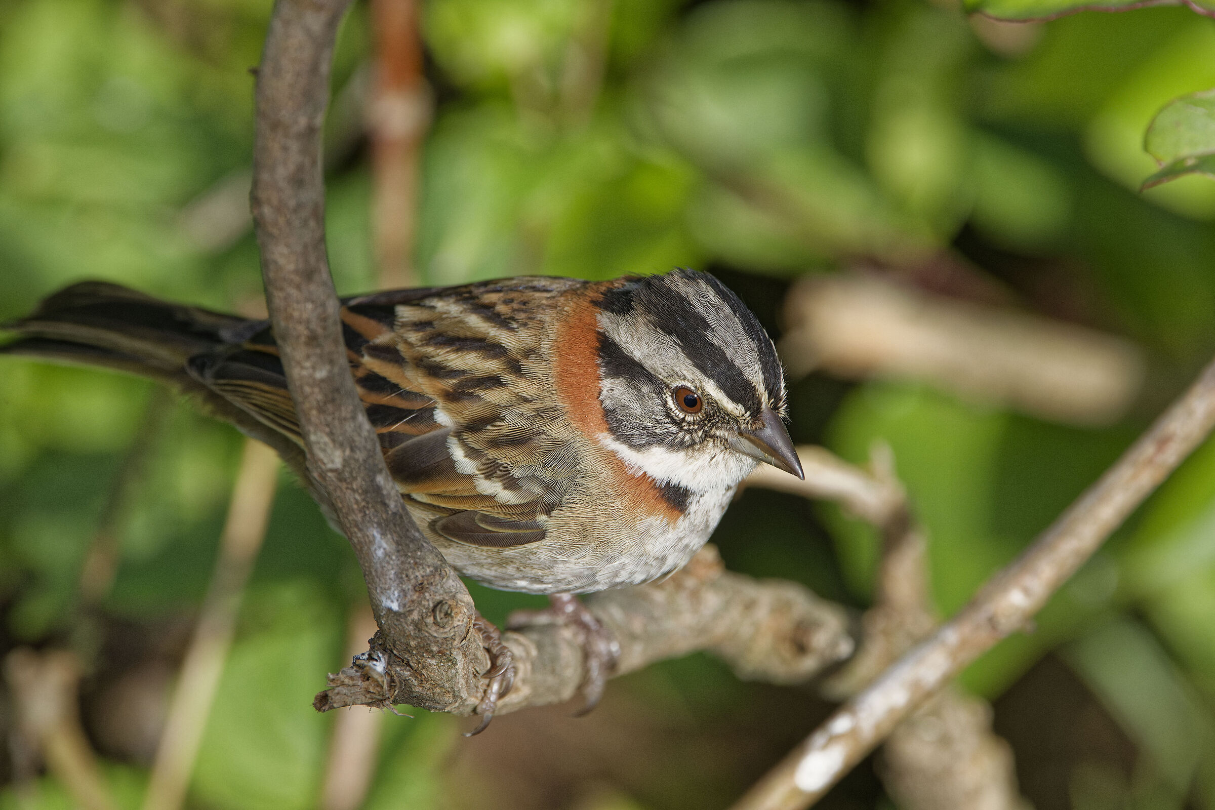 Zonotrichia capensis