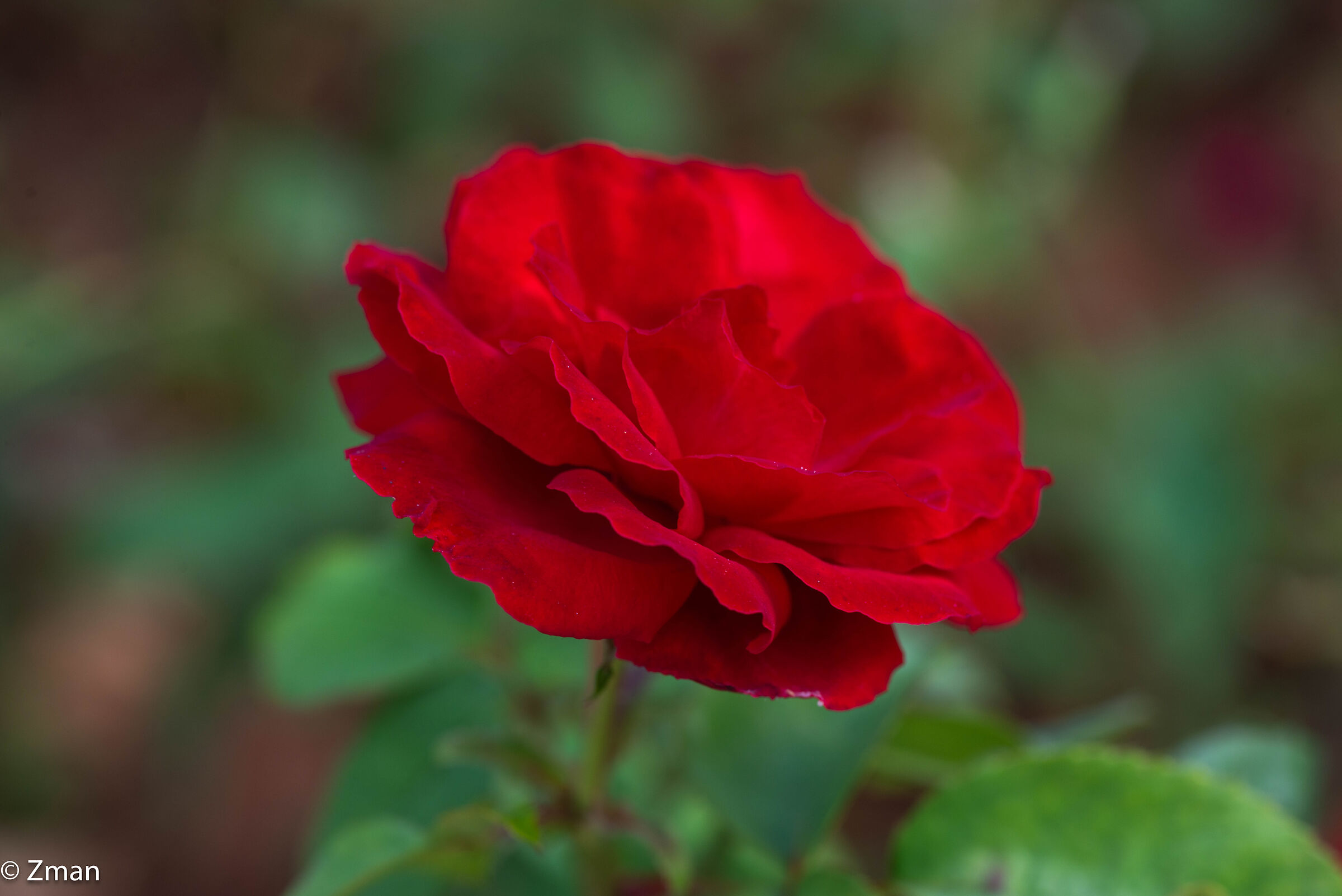Rosa Rossa Rossa