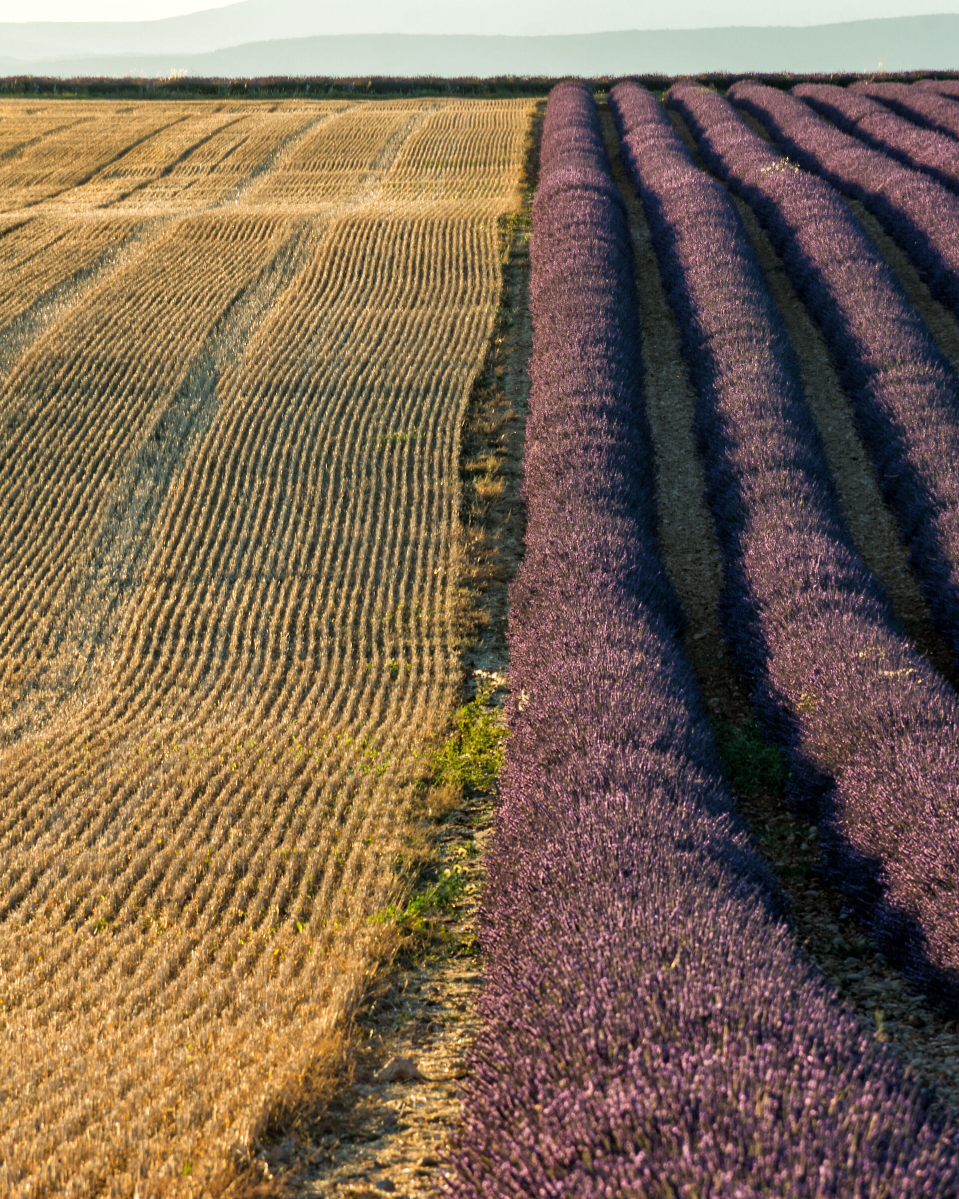 Lavanda e grano