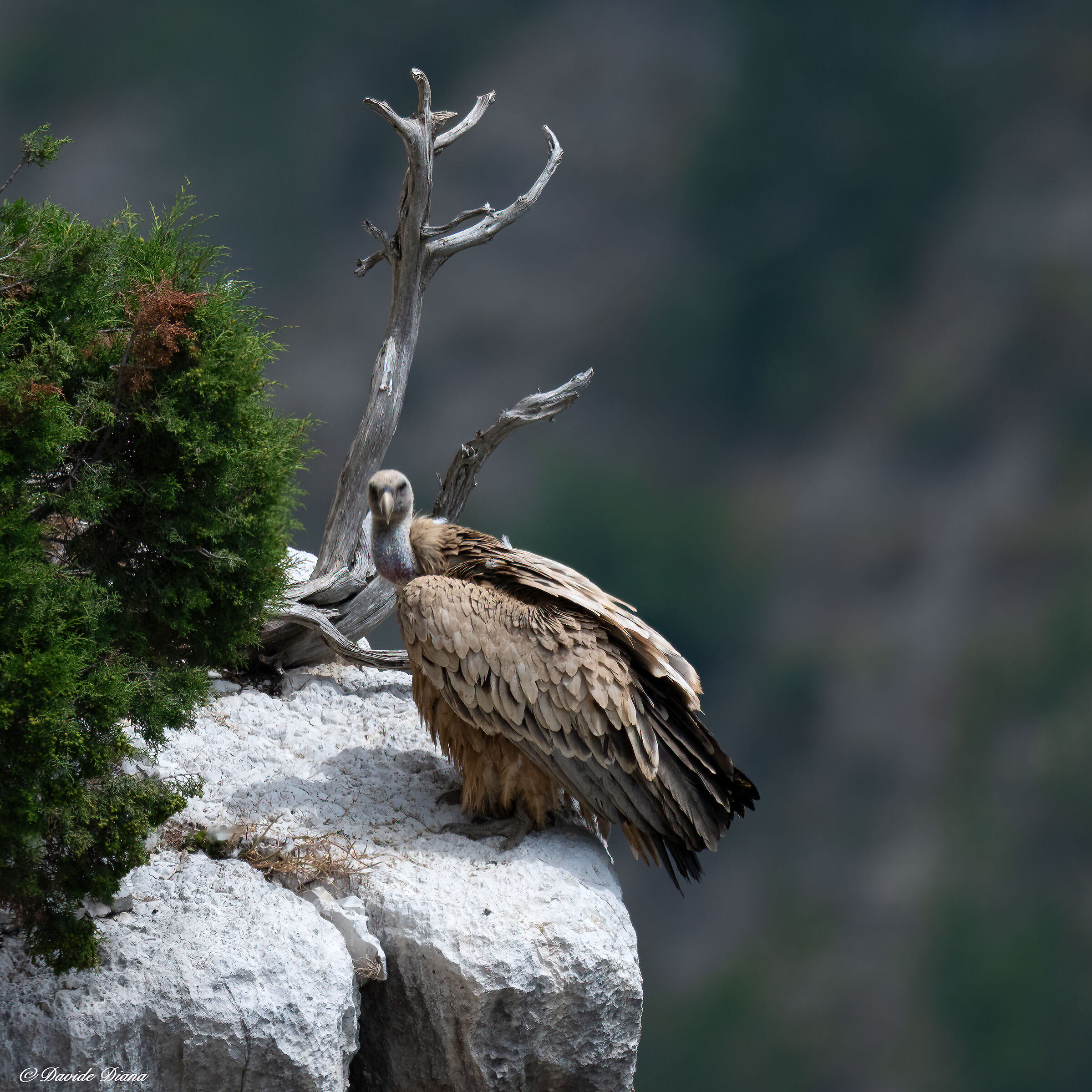Griffin - Barronies Provencal