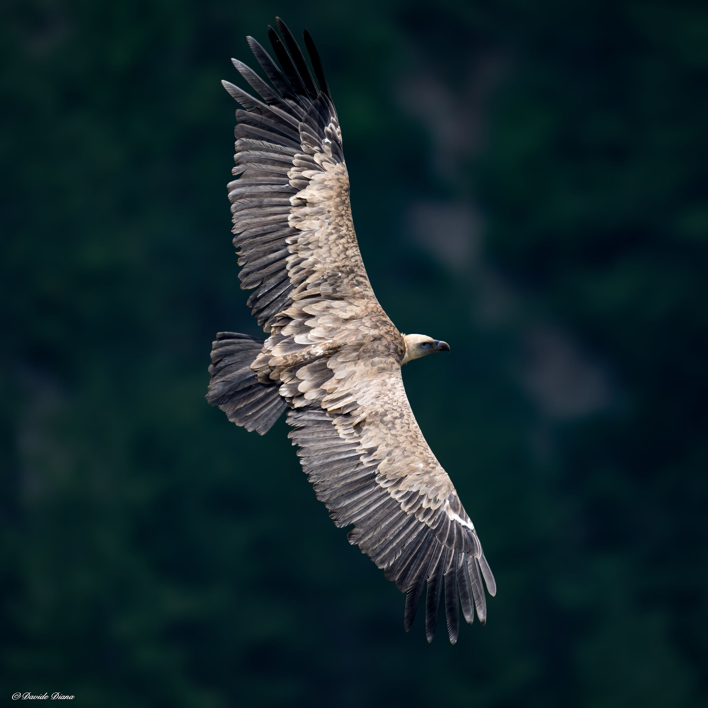 Griffin - Barronies Provencal