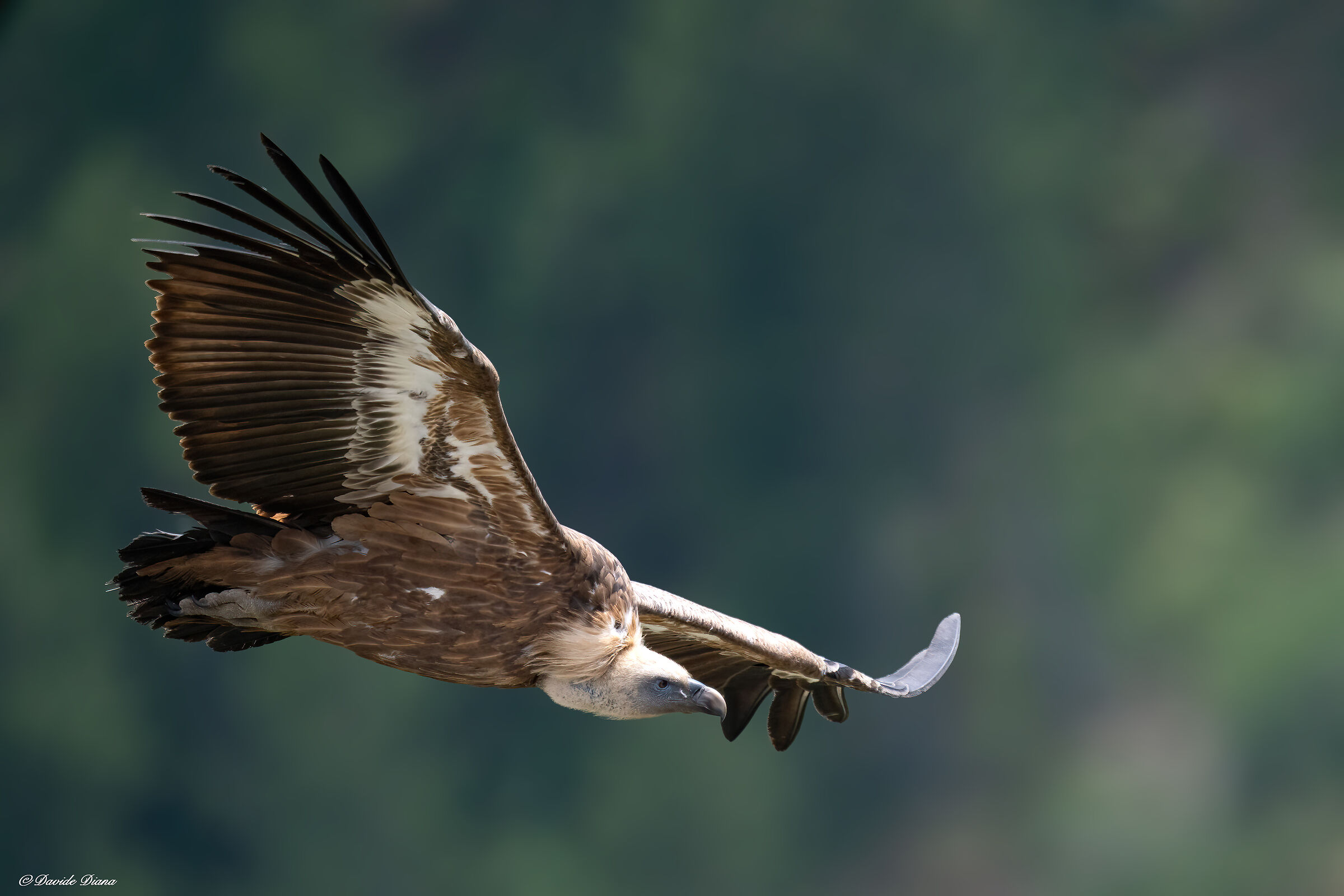 Griffin - Barronies Provencal