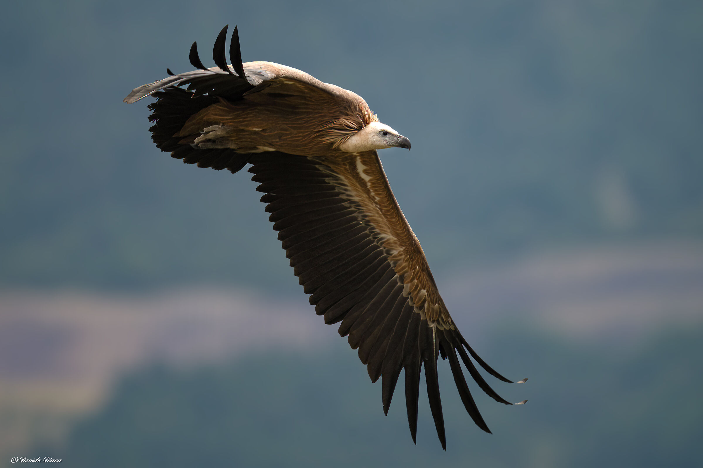 Griffin - Barronies Provencal