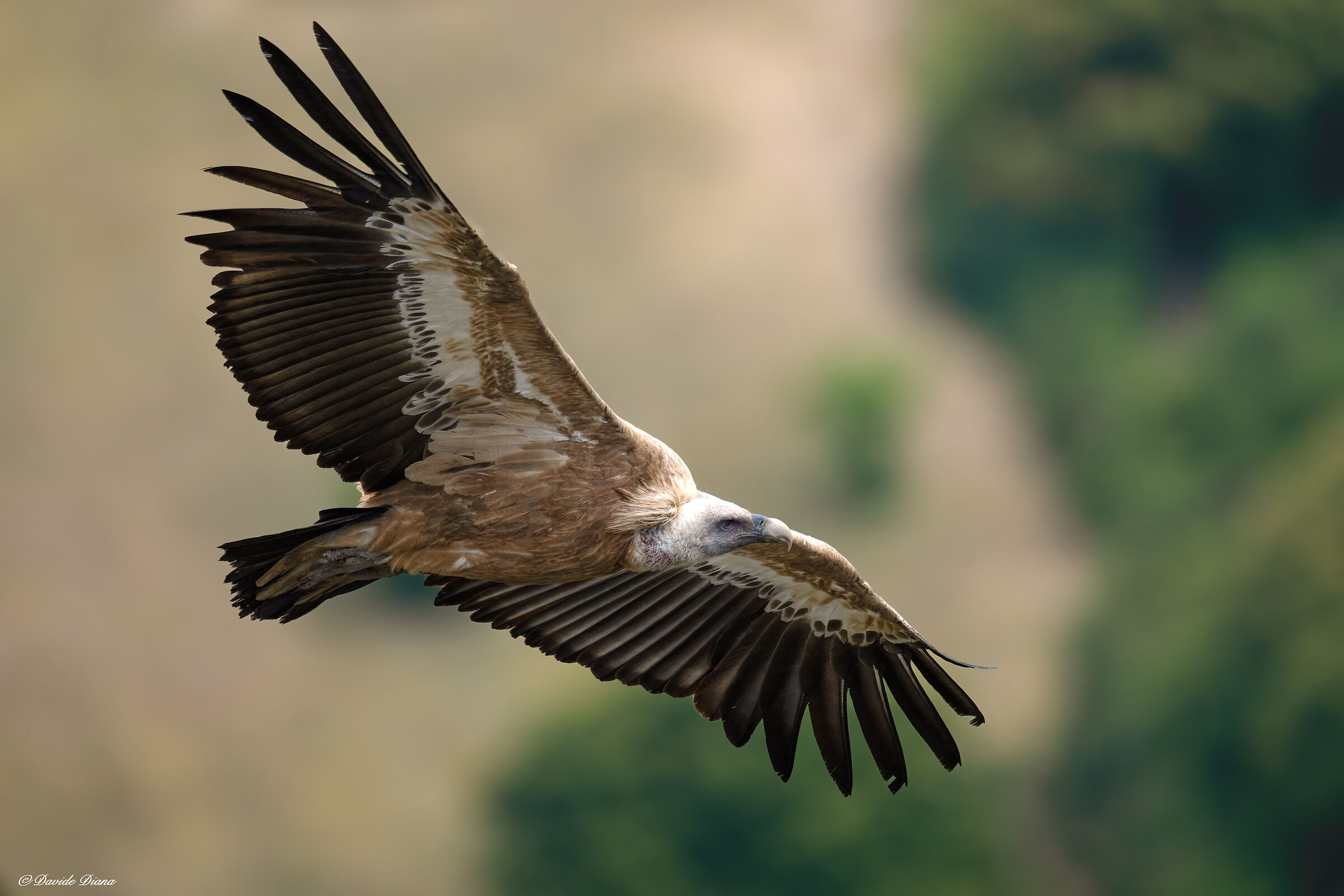 Griffin - Barronies Provencal