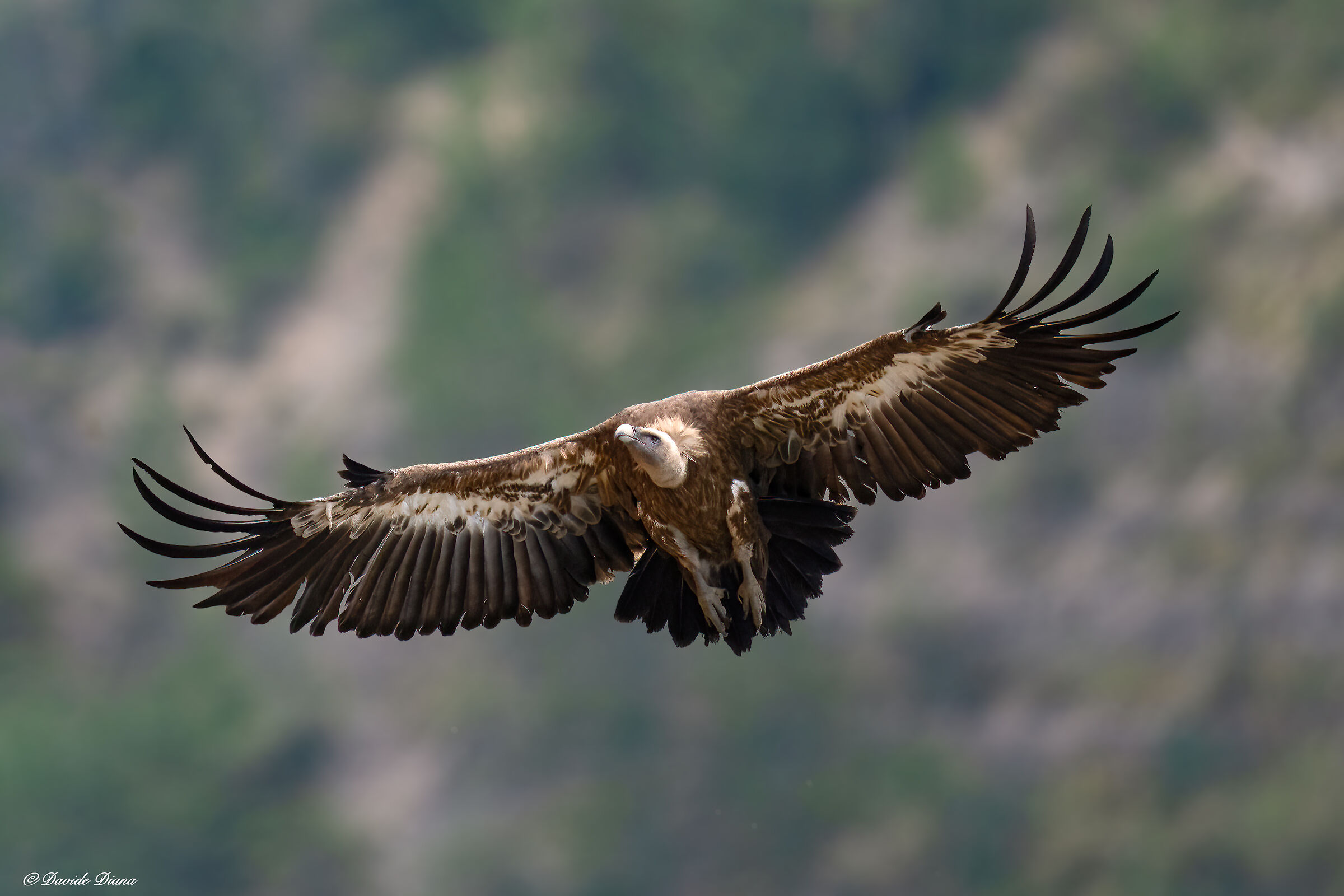 Griffin - Barronies Provencal