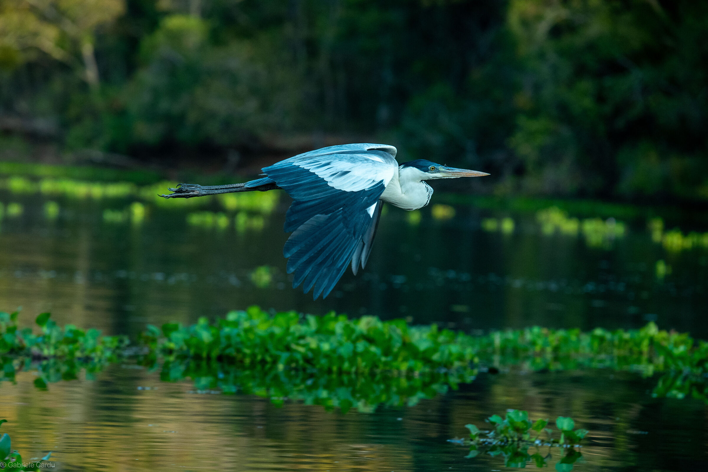 Flying heron, Pantanal, Brazil