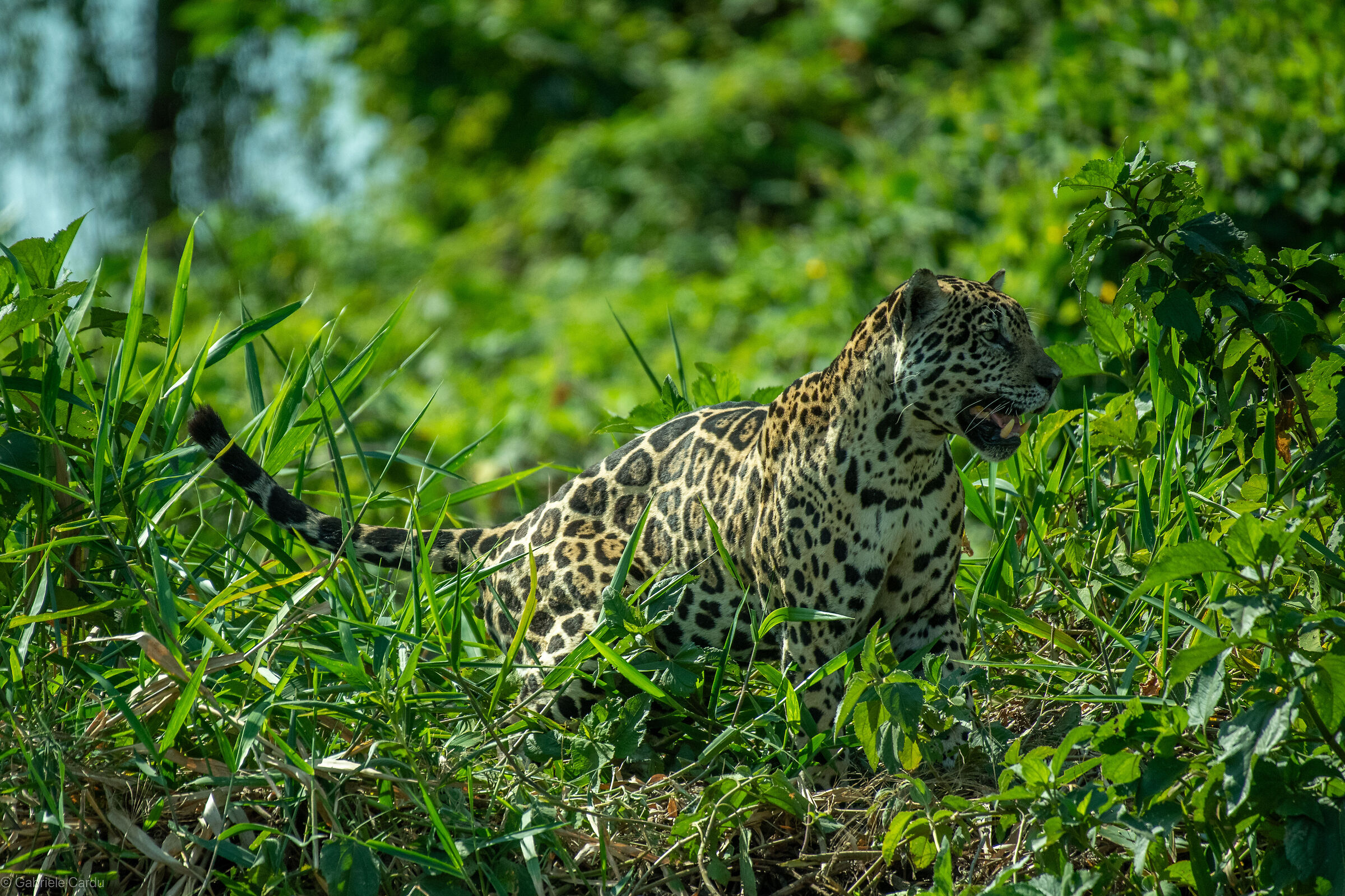 Jaguar hunting, Pantanal, Brazil