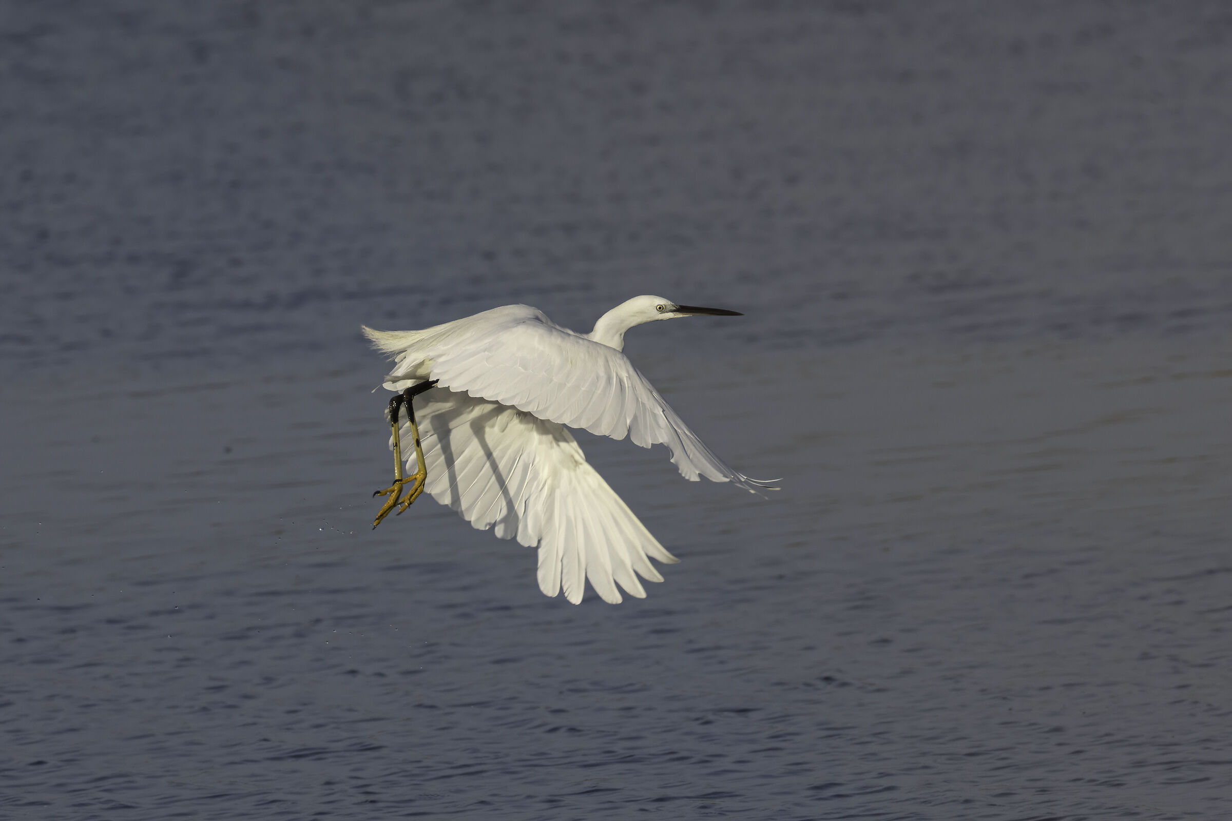 Egret