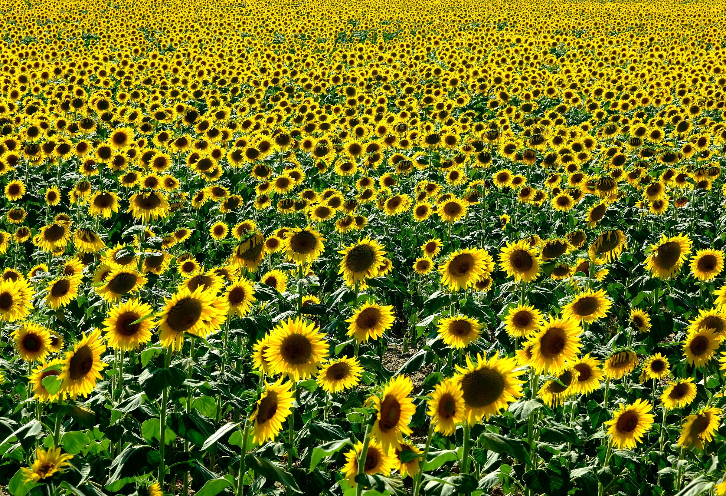 Campo d'oro
