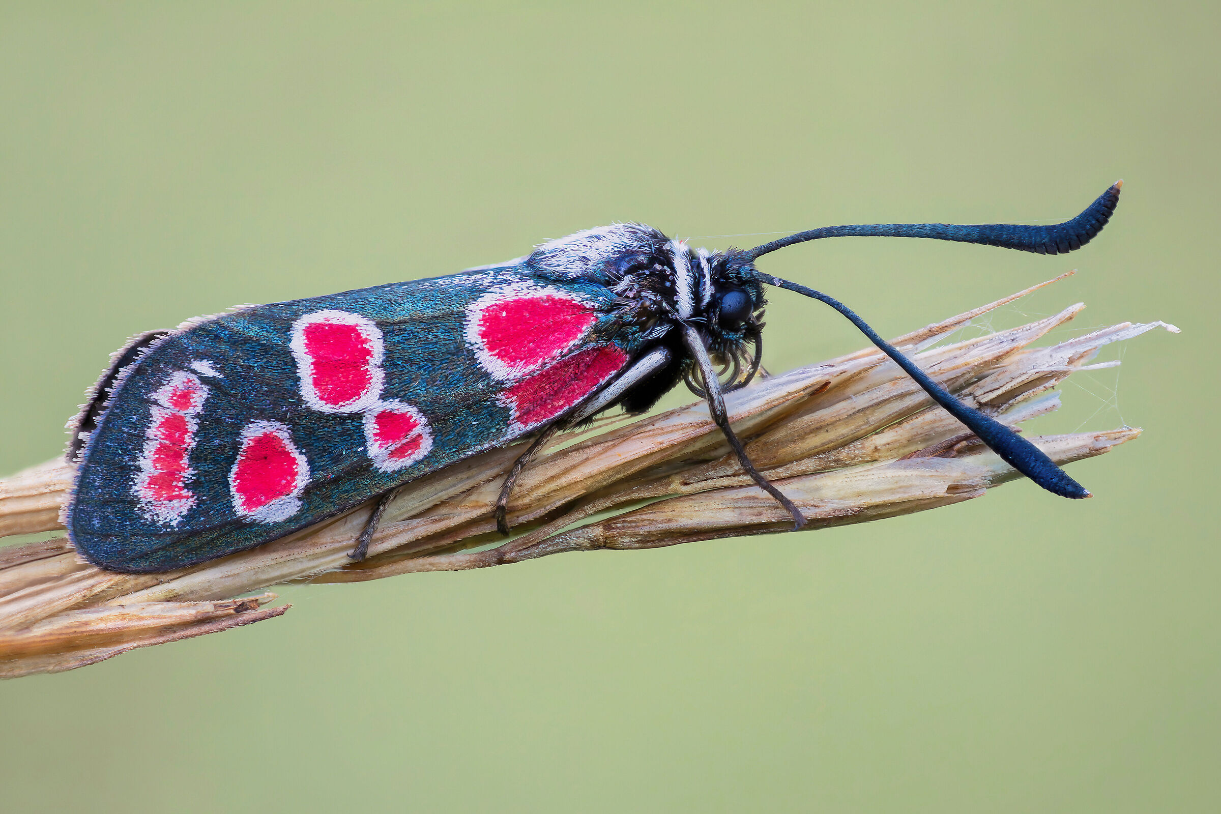 Zygaena carniolica