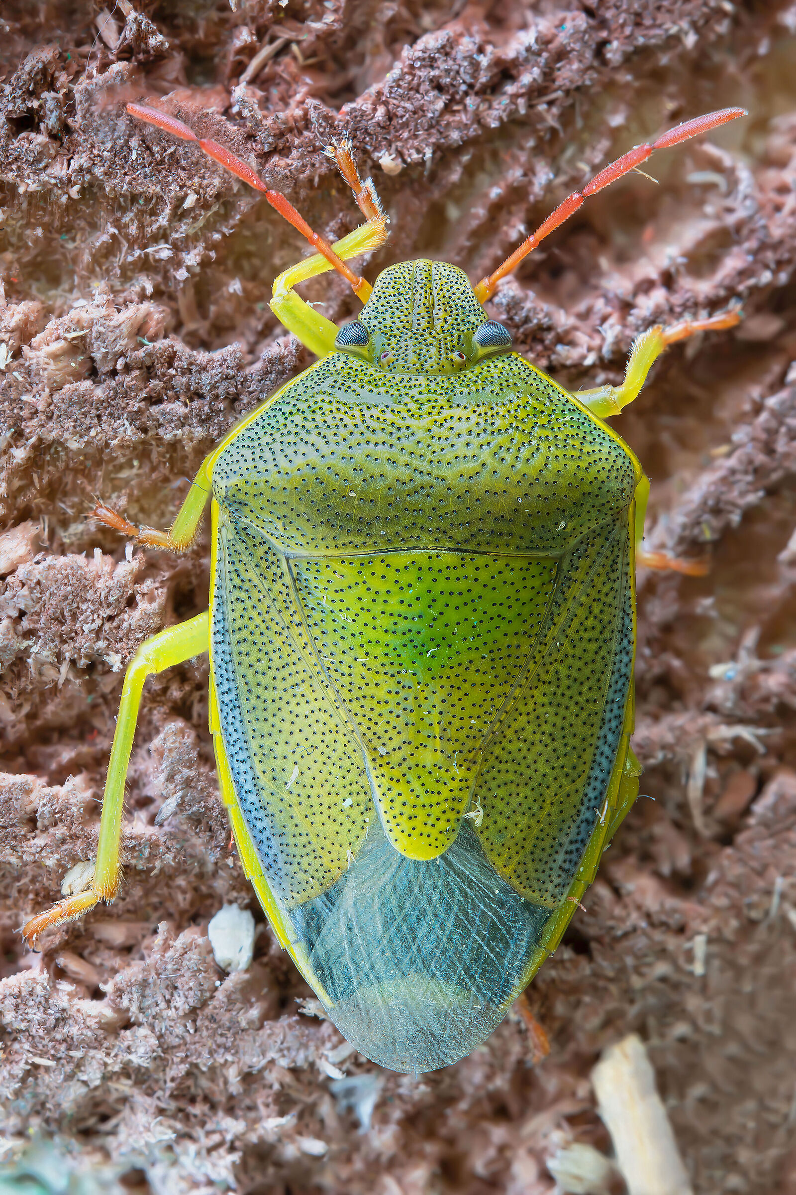 Piezodorus lituratus f. alliacea