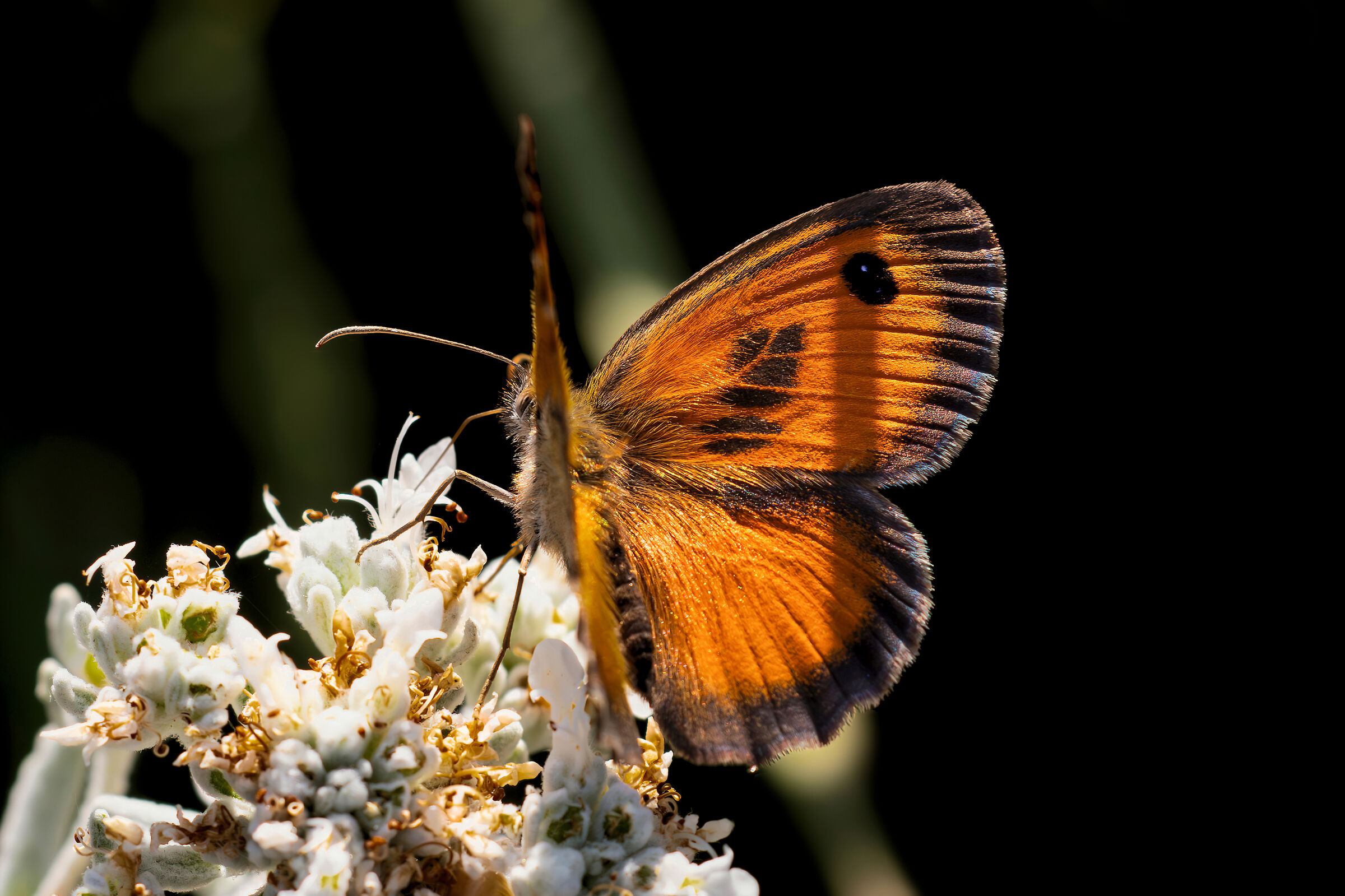 Pyronia (Idata) cecilia