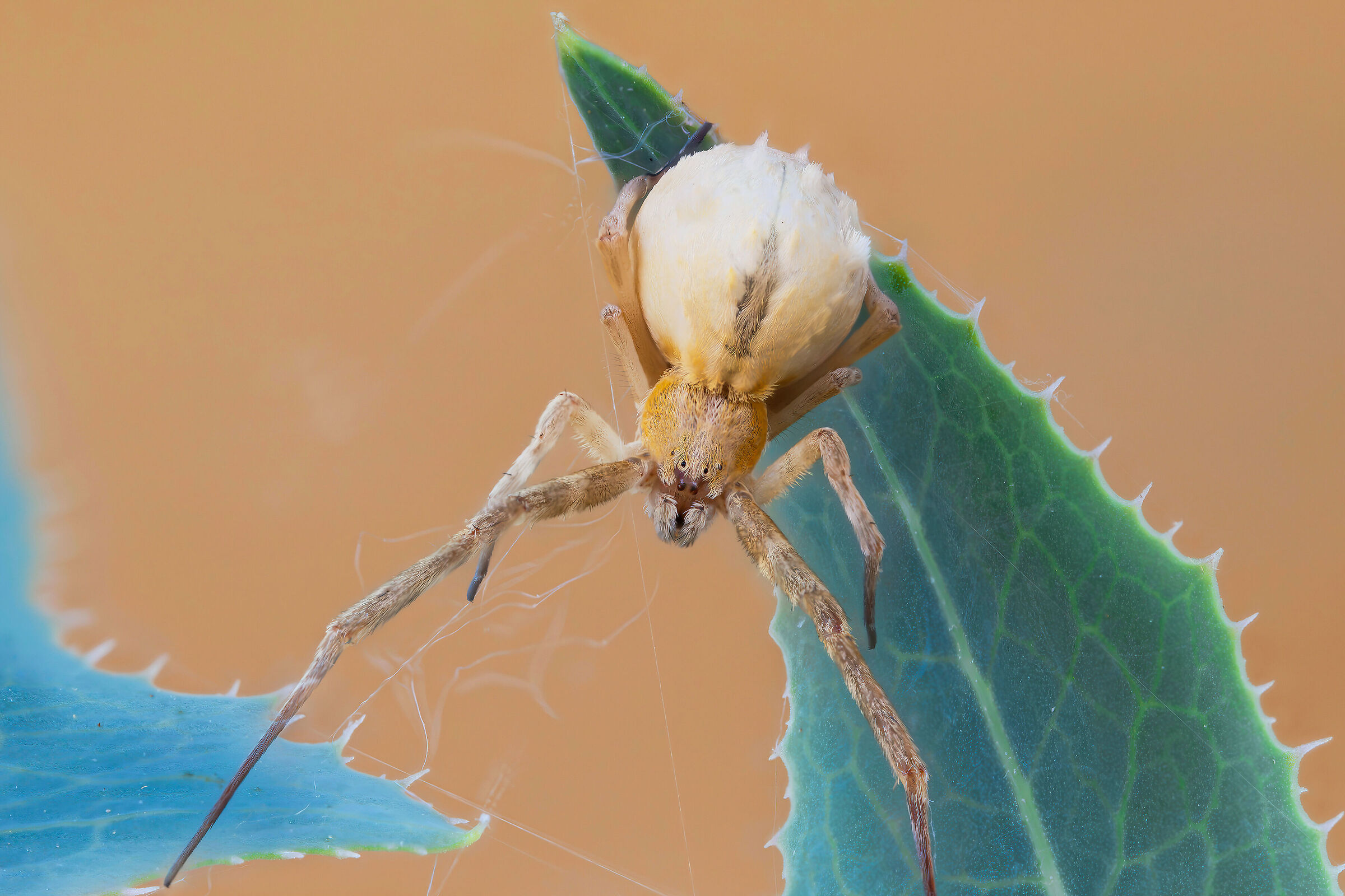 Uloborus walkenaerius