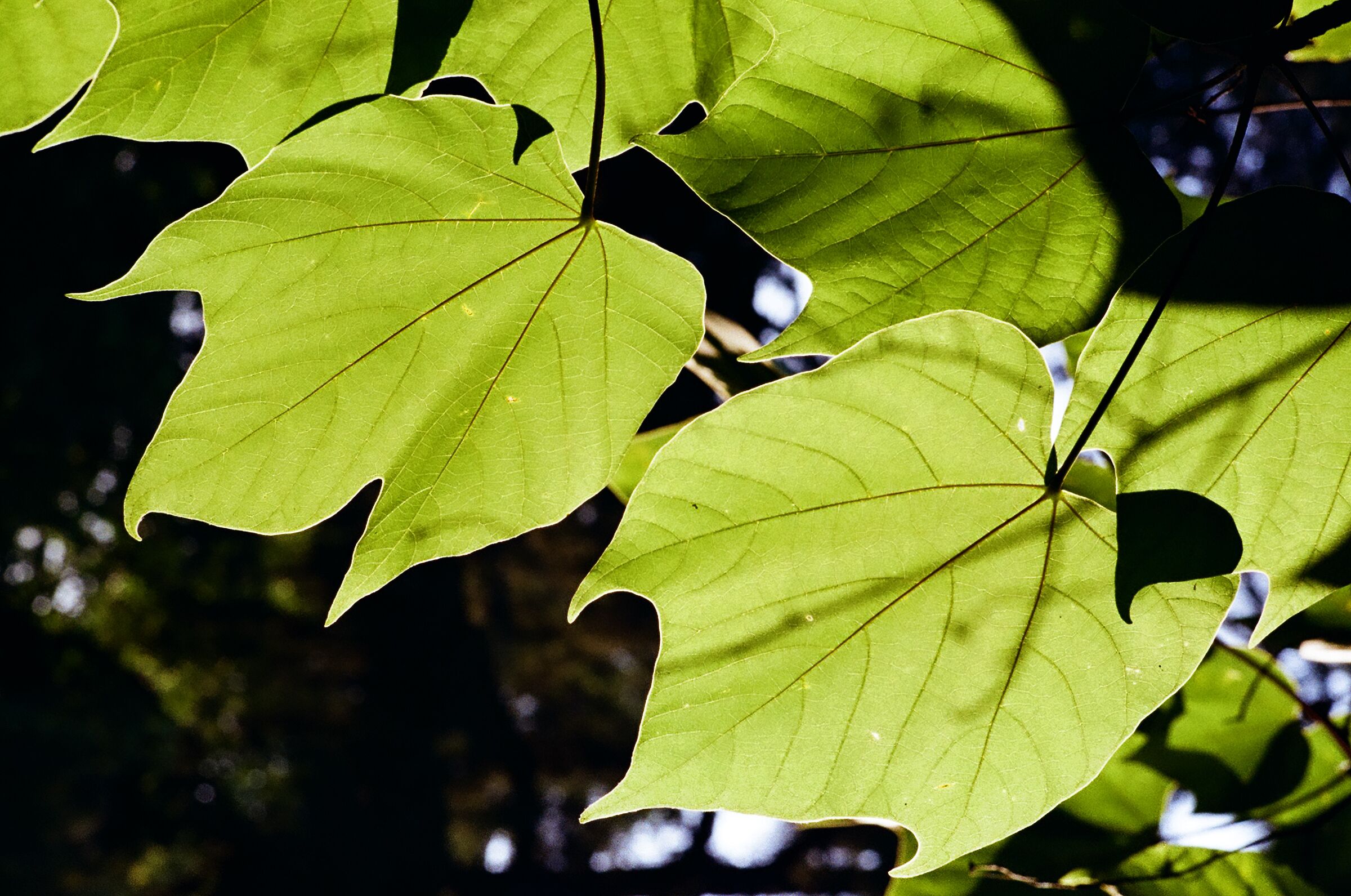 venature 3
