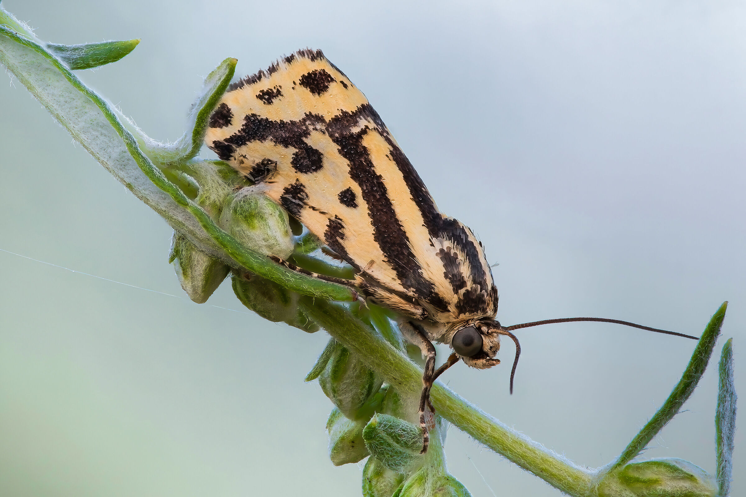 Acontia (Emmelia) trabealis