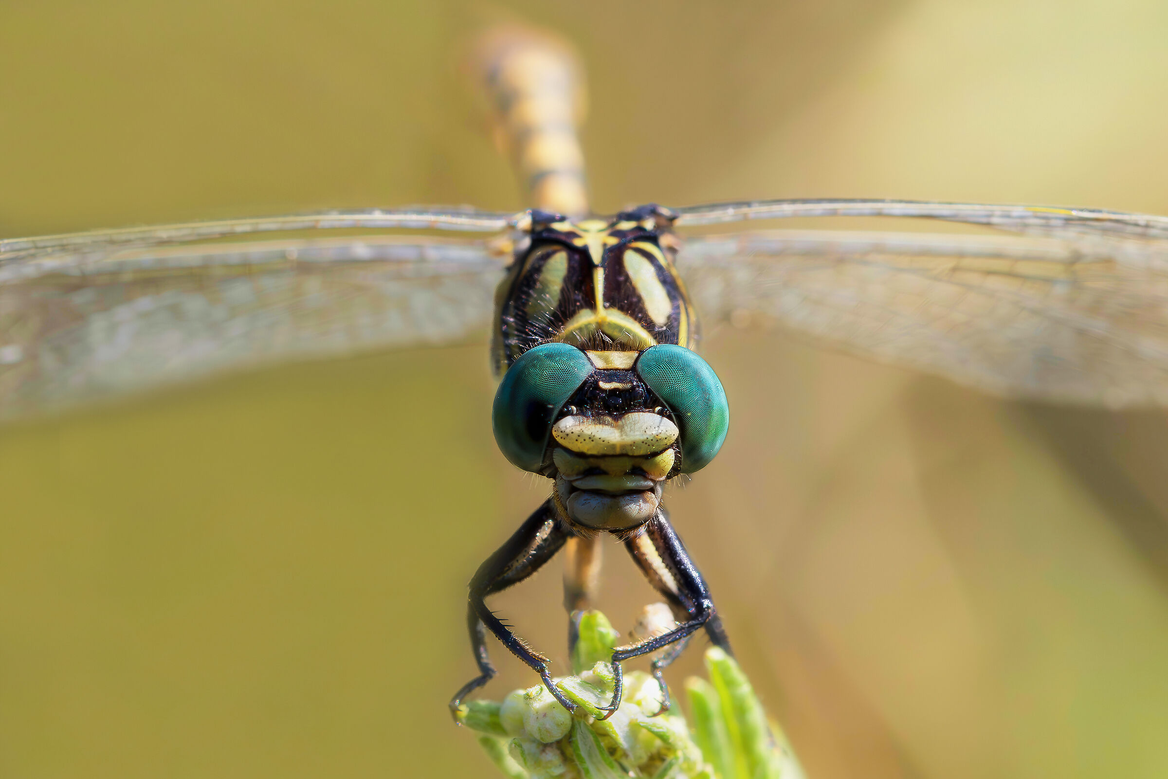 Onychogomphus forcipatus