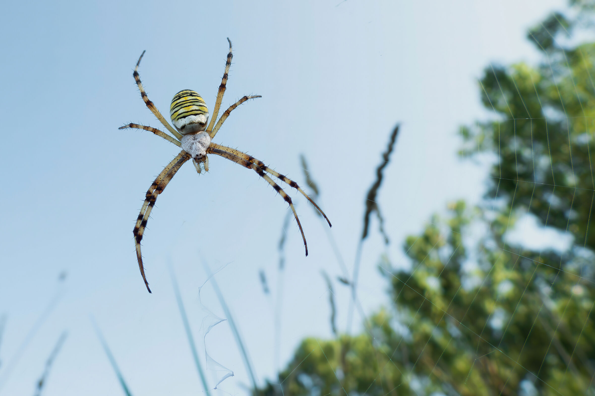 Close-up with Coolpix p1000 (50)