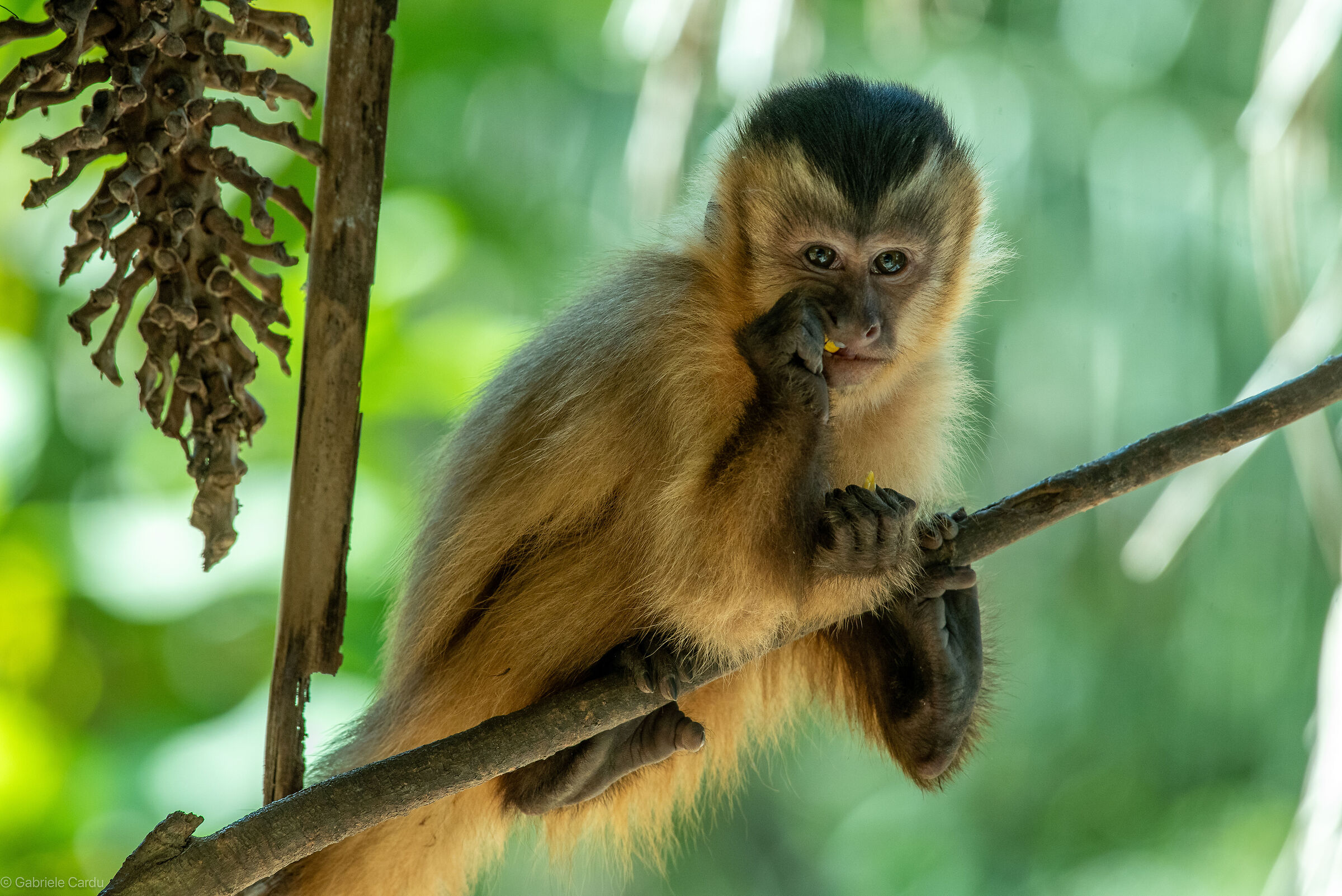 Capuchine monkey, Pantanal, Brazil