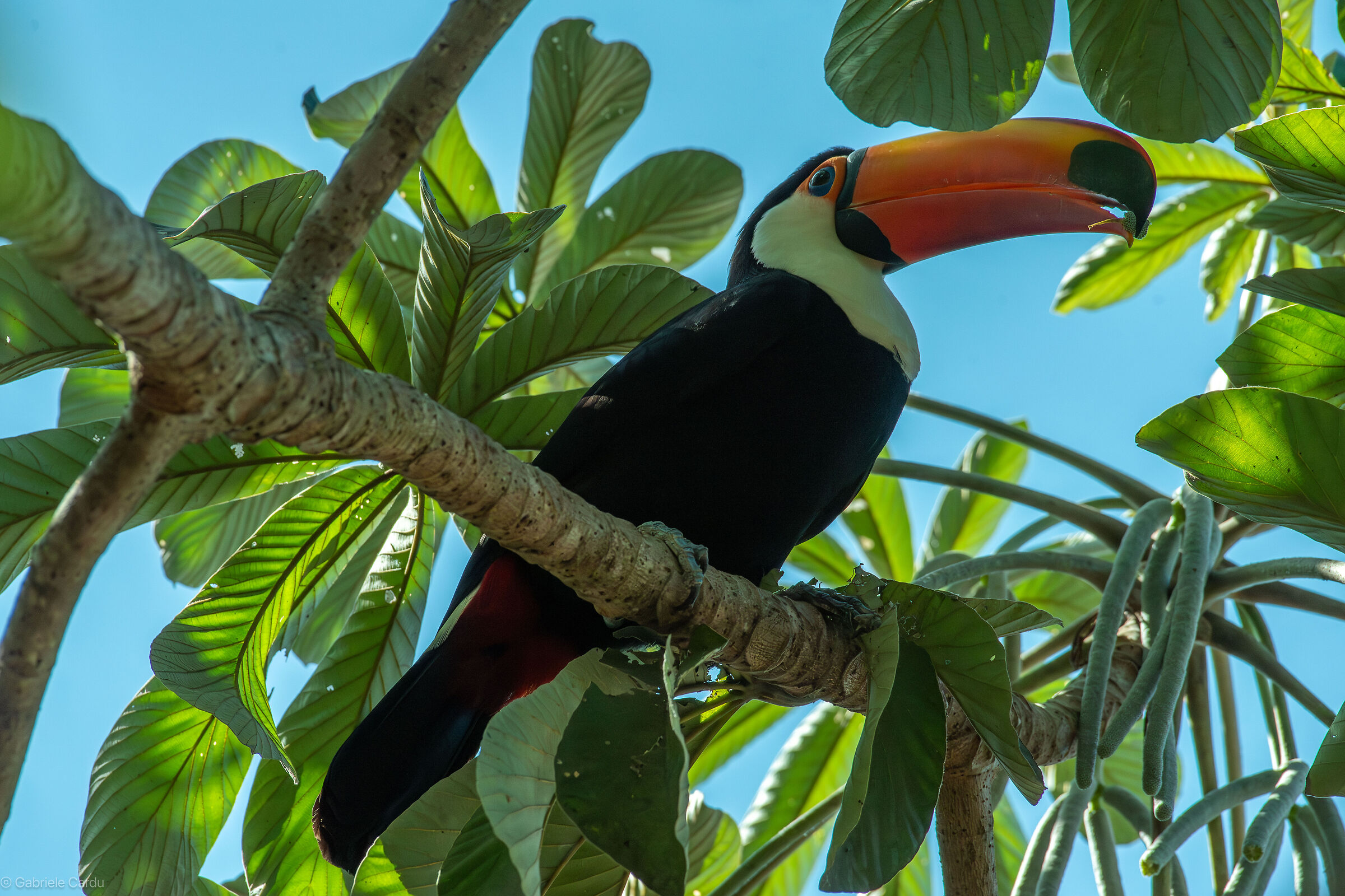 Toucan, Pantanal, Brazil