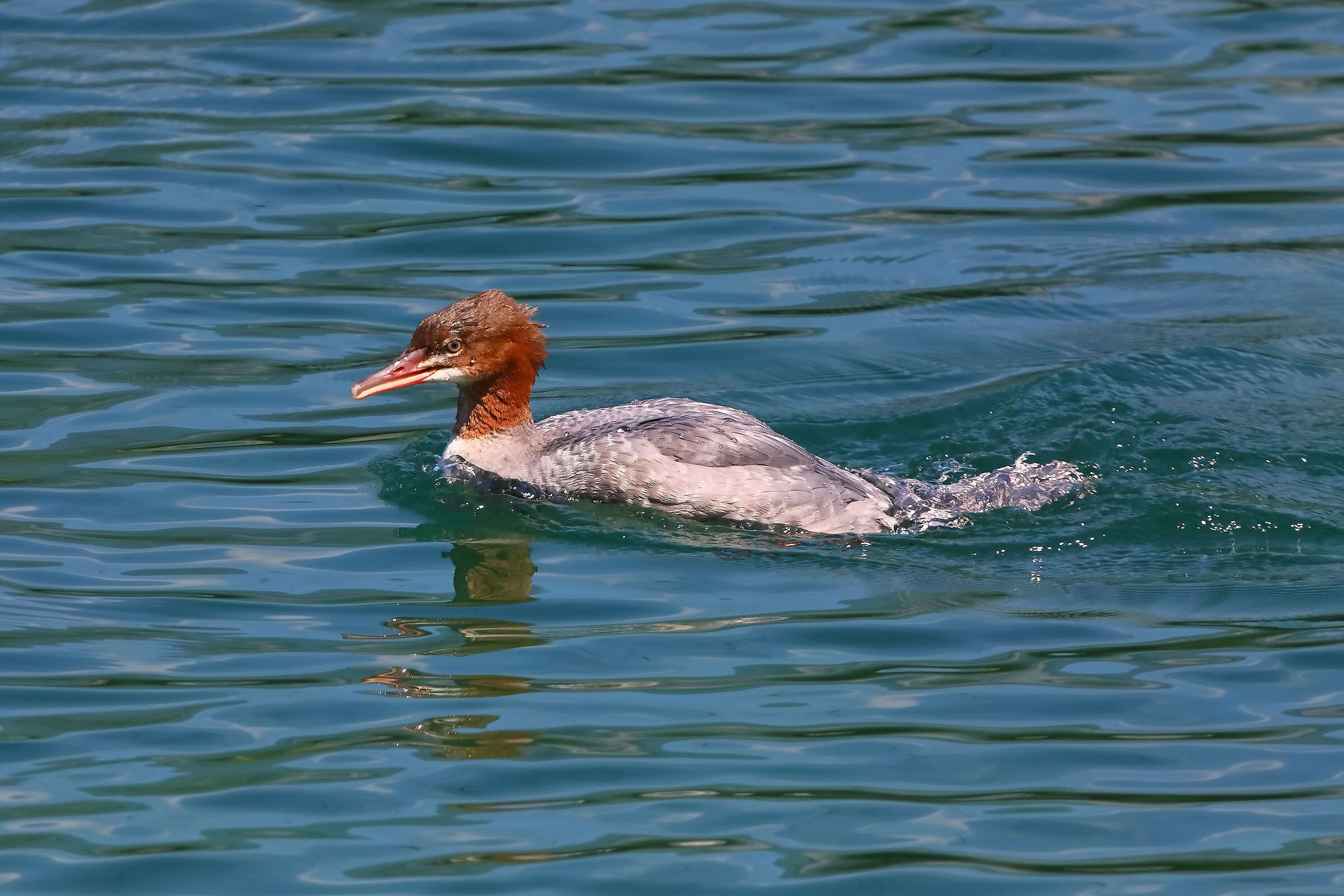 Smergo F 09 agosto 2024 - 0002