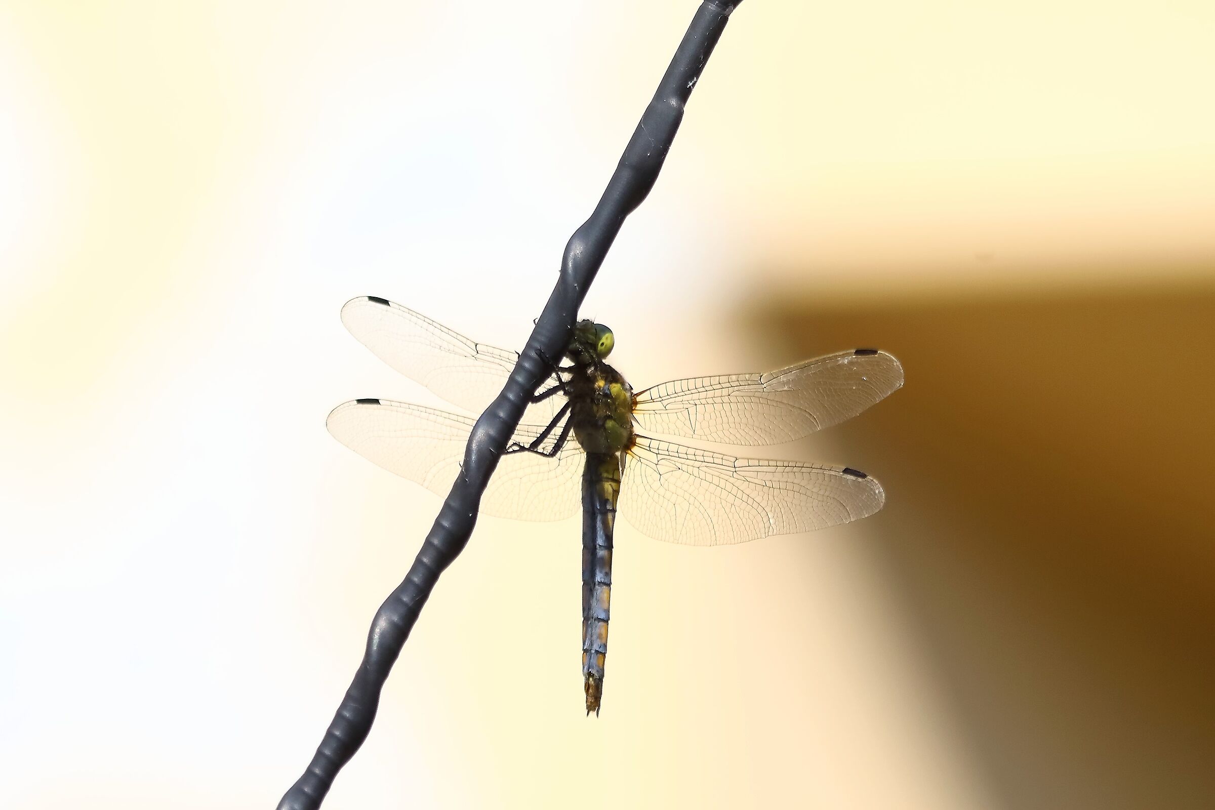 Libellula 10 agosto 2024 - 0032