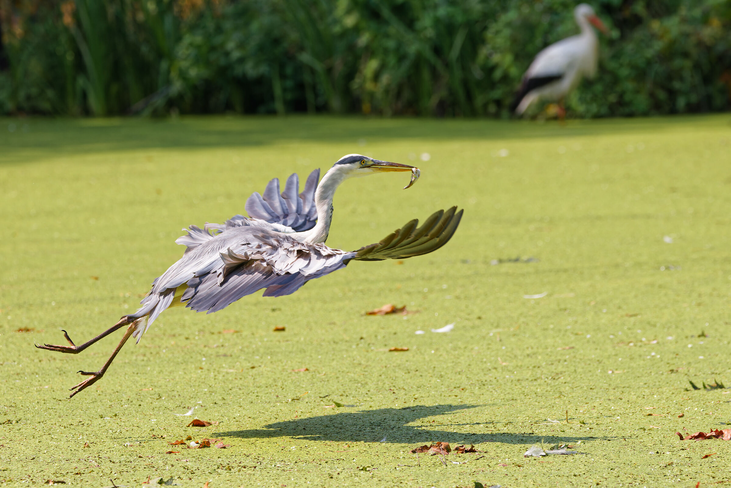 Grey Heron