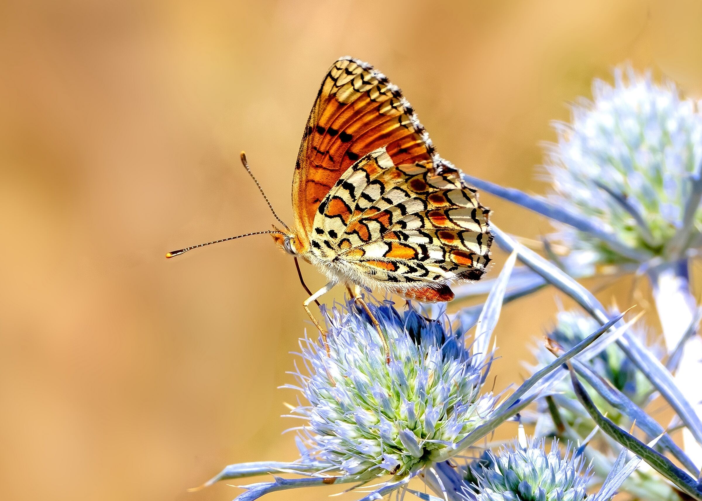 The magnificent colors of Nature. -Melitaea phoebe