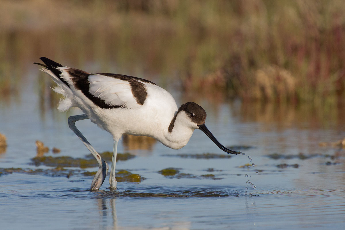 Avocetta